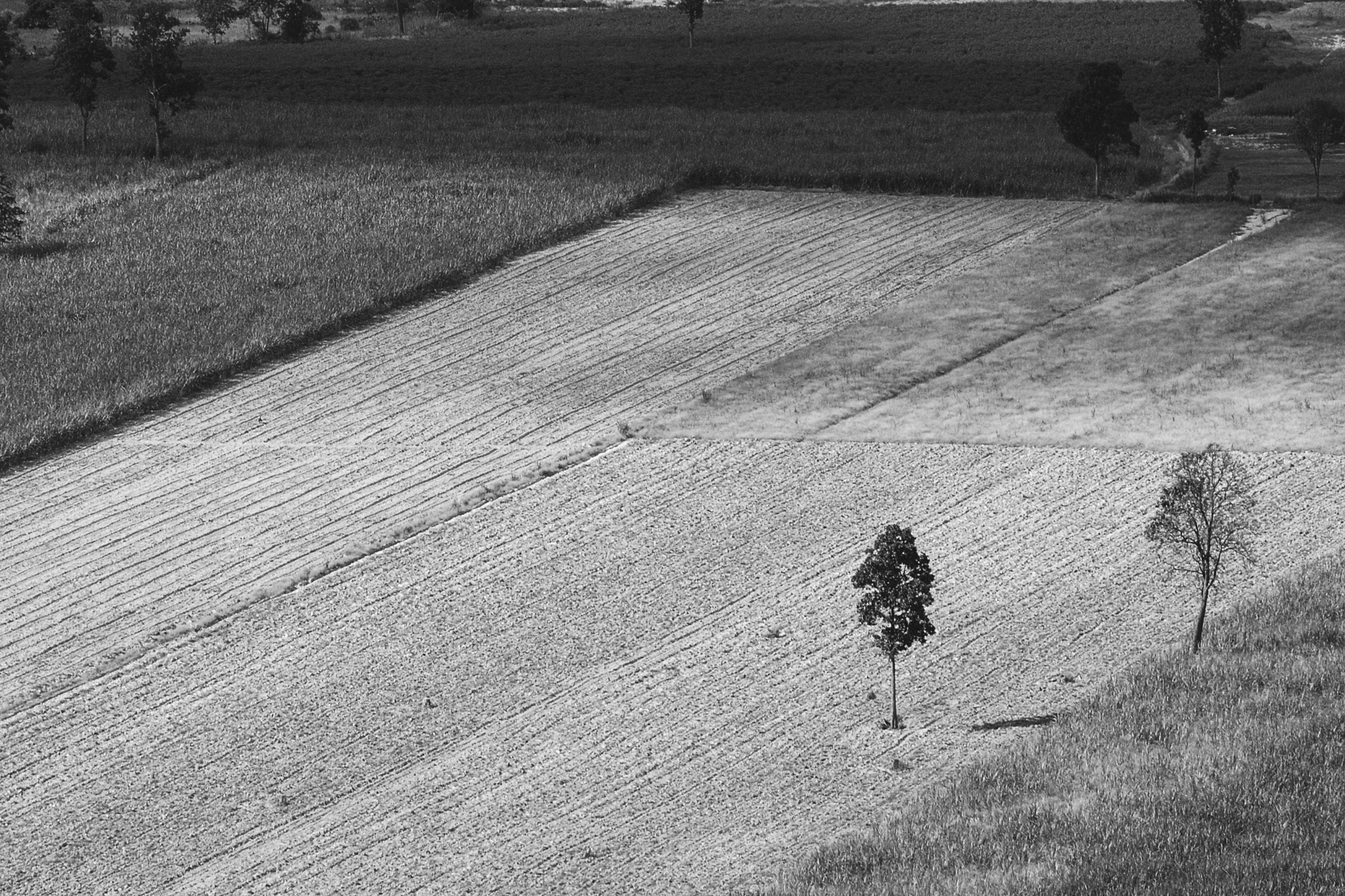 Nikon AF-Nikkor 80-200mm F2.8D ED sample photo. Tree photography