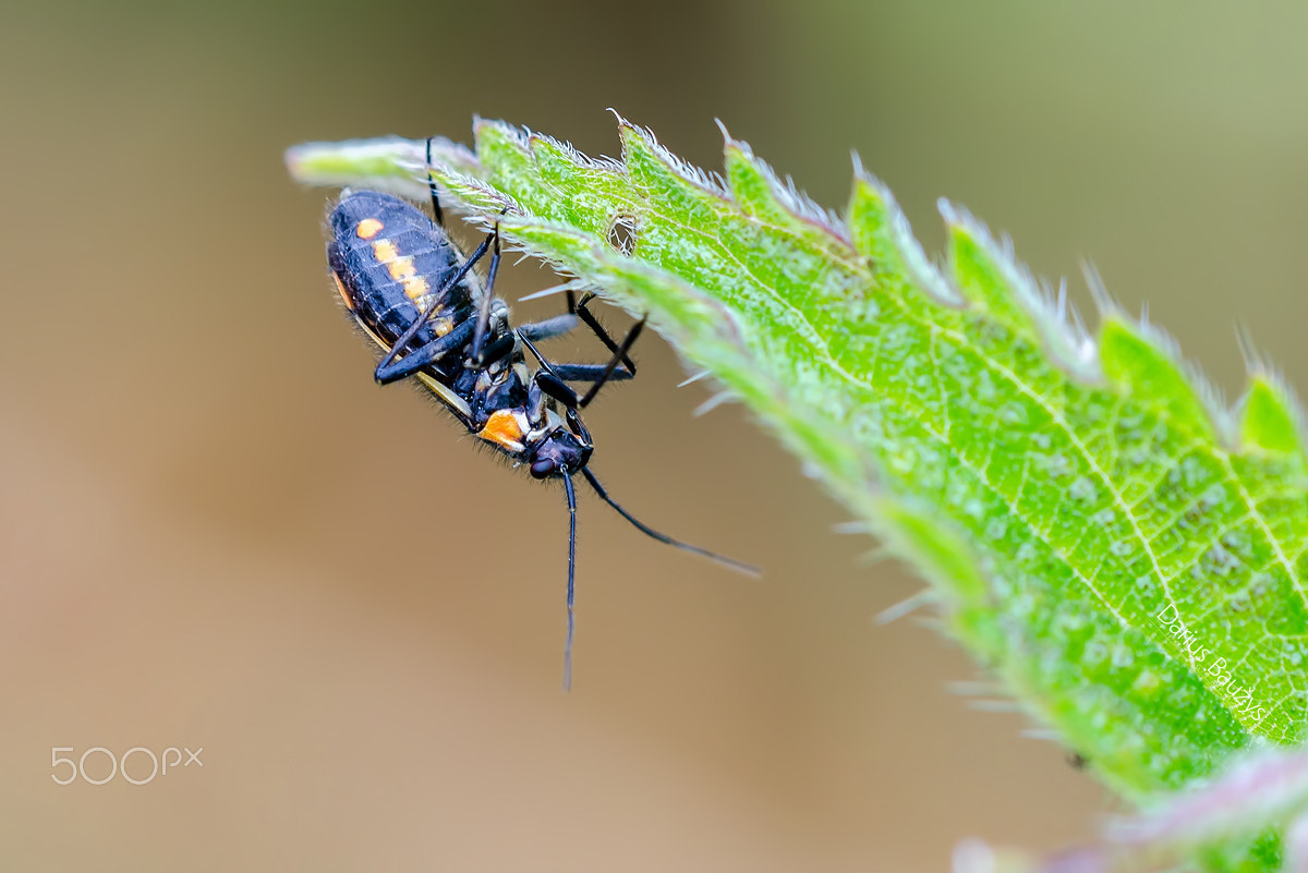 Sigma 150mm F2.8 EX DG OS Macro HSM sample photo. Upside-down photography