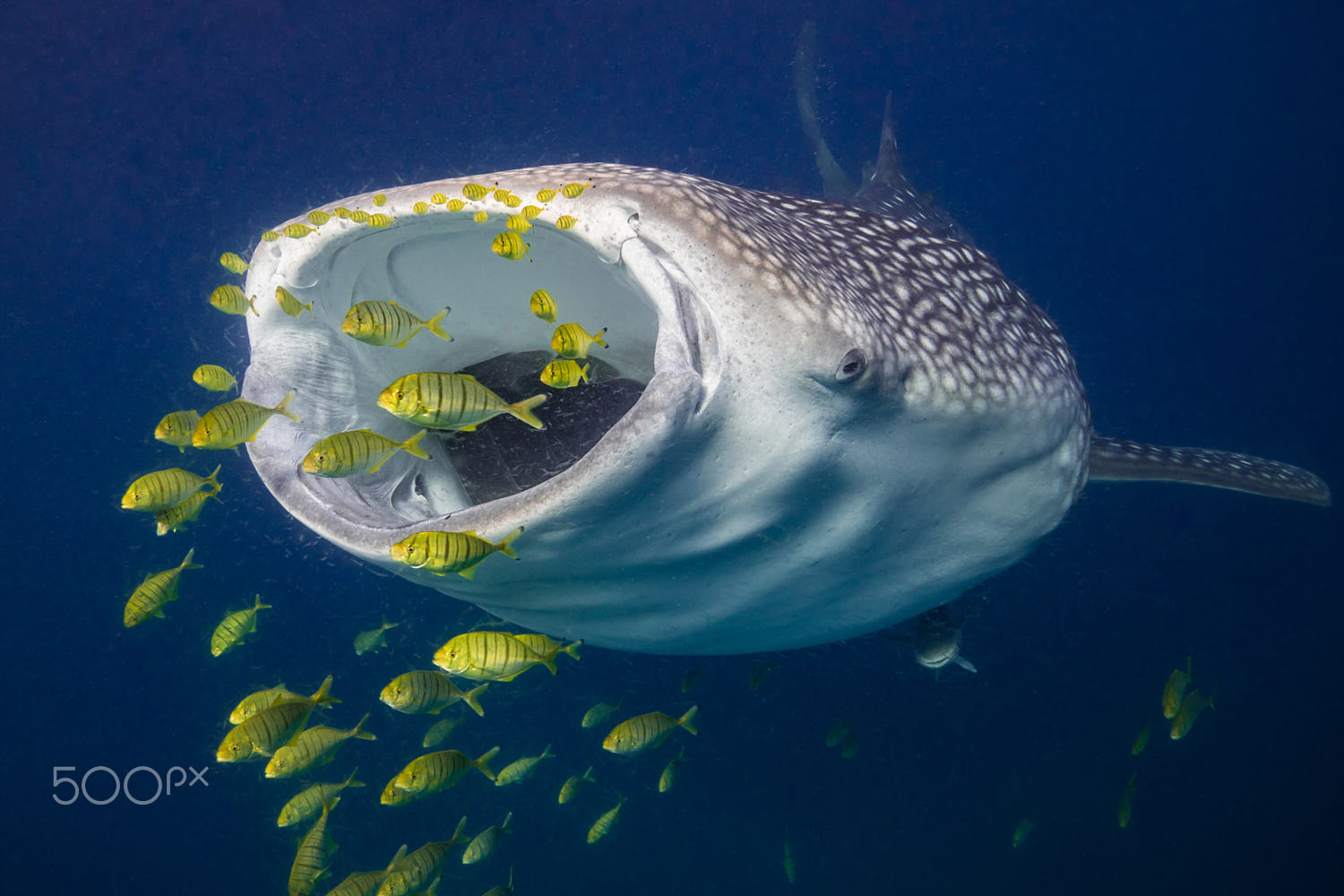 Free Free 288 Whale Shark Svg SVG PNG EPS DXF File