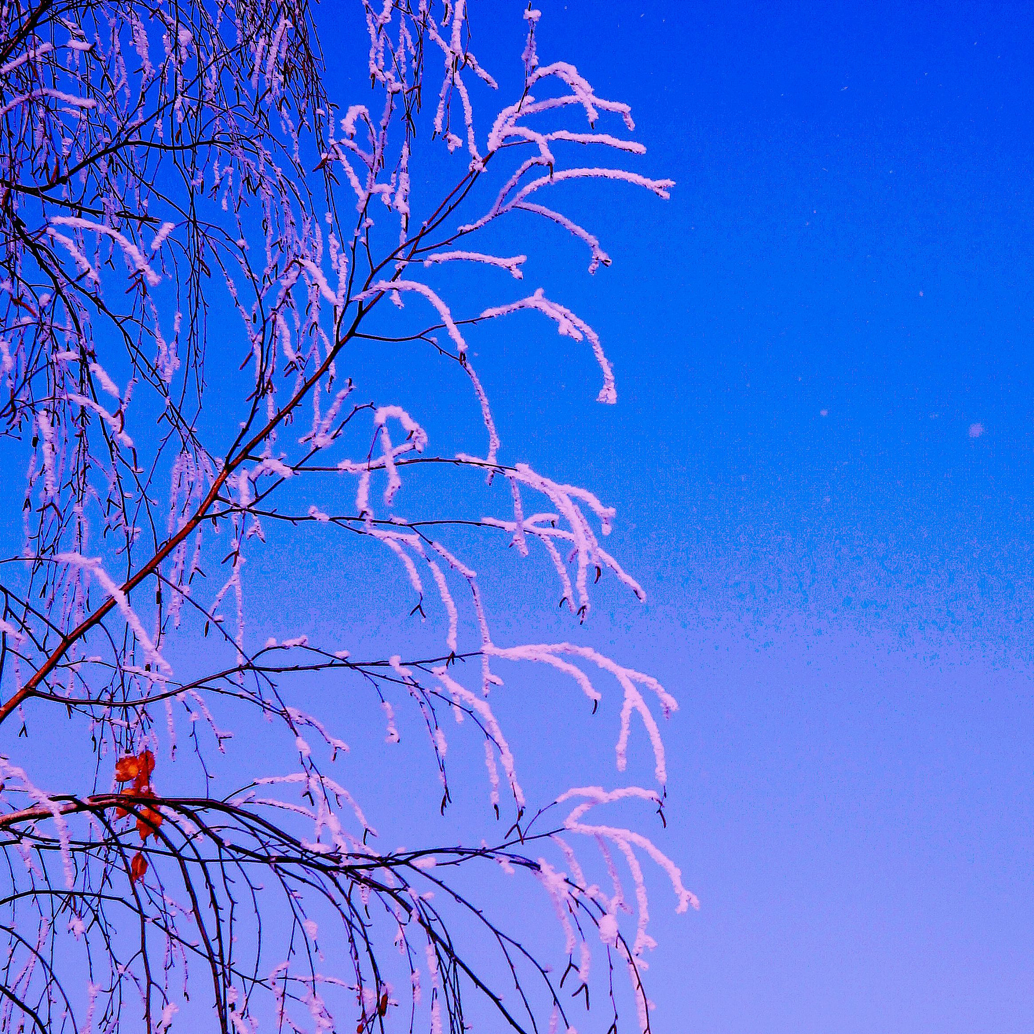 Sony SLT-A37 + Sony 28mm F2.8 sample photo. Evening frost photography