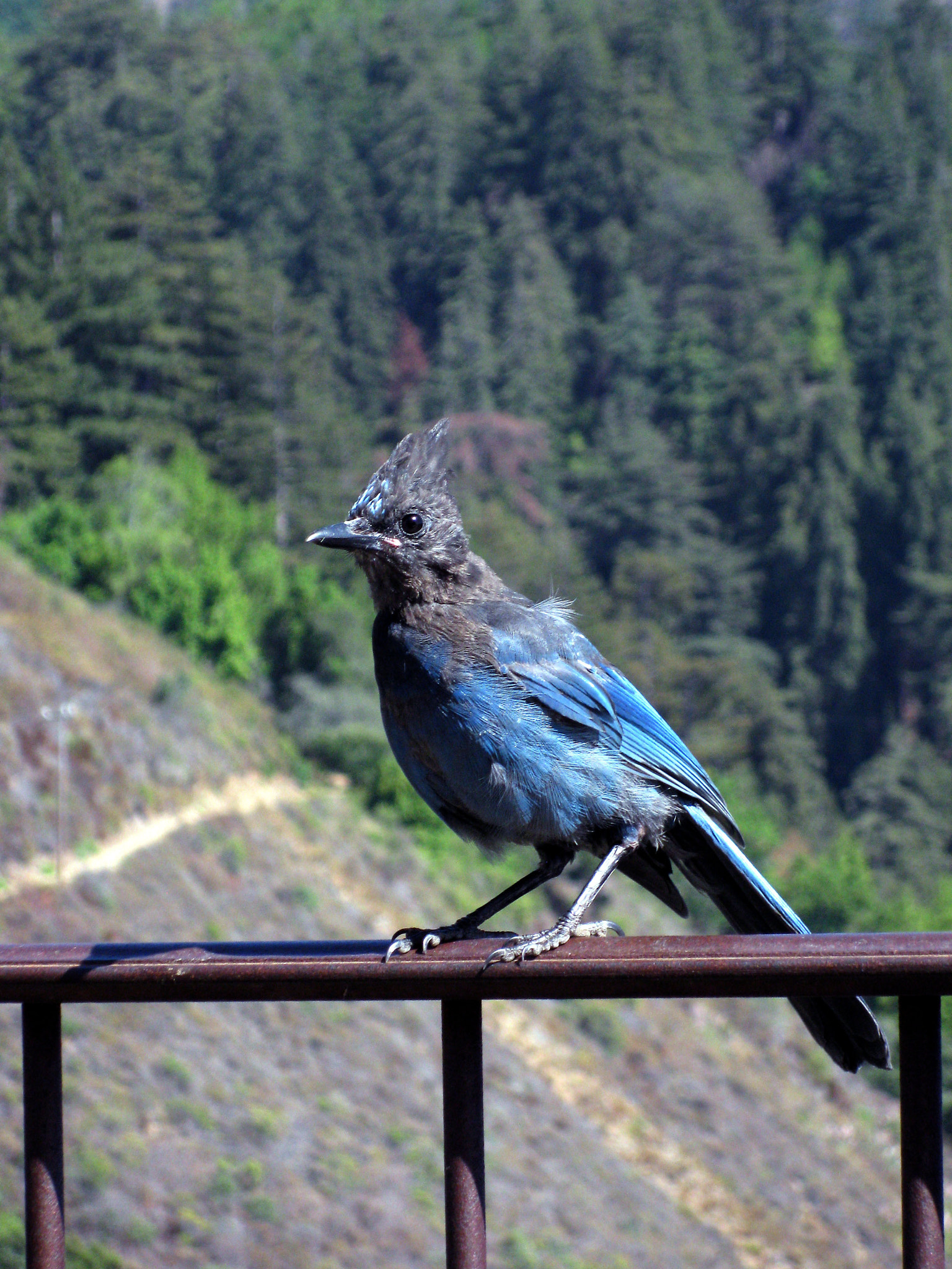 Canon PowerShot SD890 IS (Digital IXUS 970 IS / IXY Digital 820 IS) sample photo. Stellar's jay photography