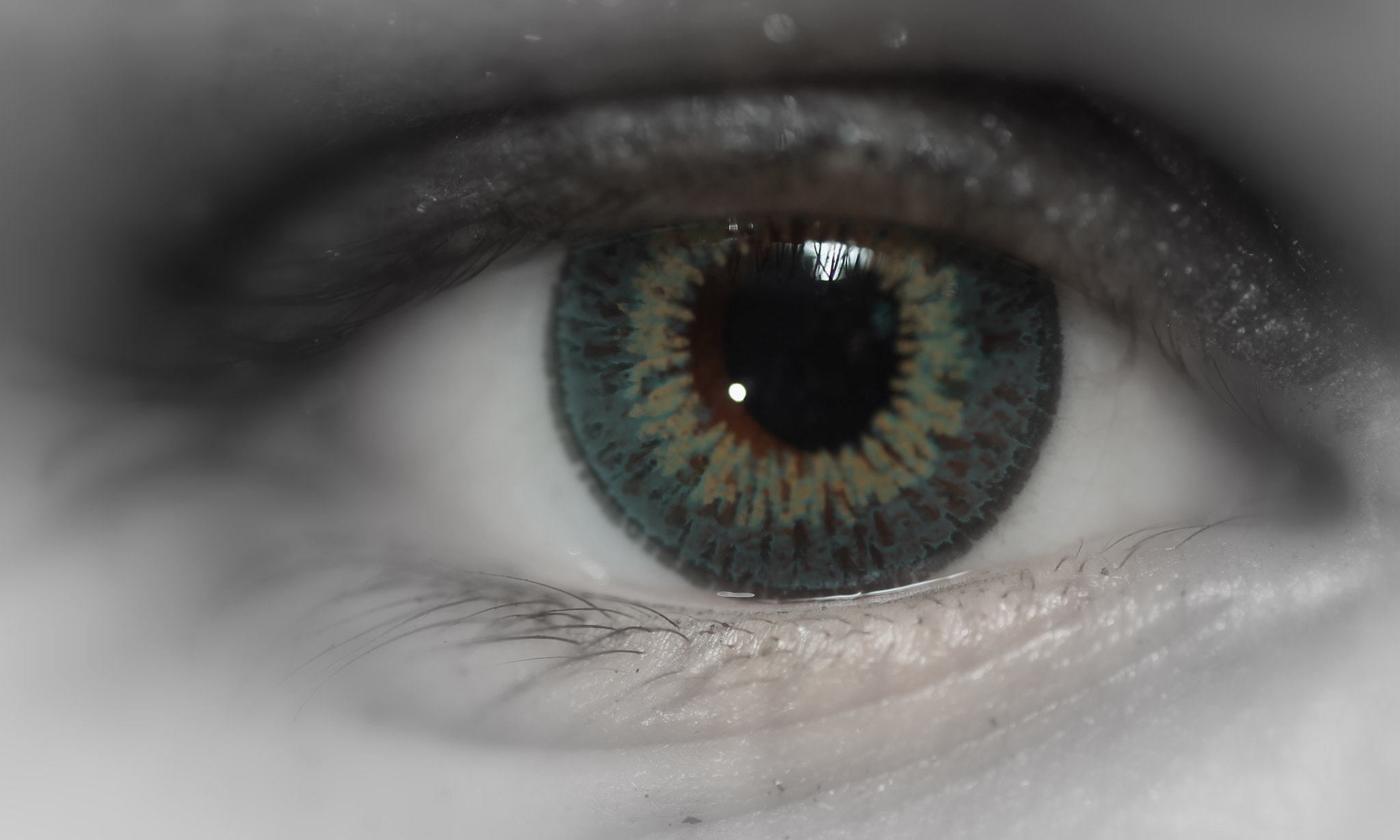 Sigma APO Macro 180mm F2.8 EX DG OS HSM sample photo. Give me your eye.... photography