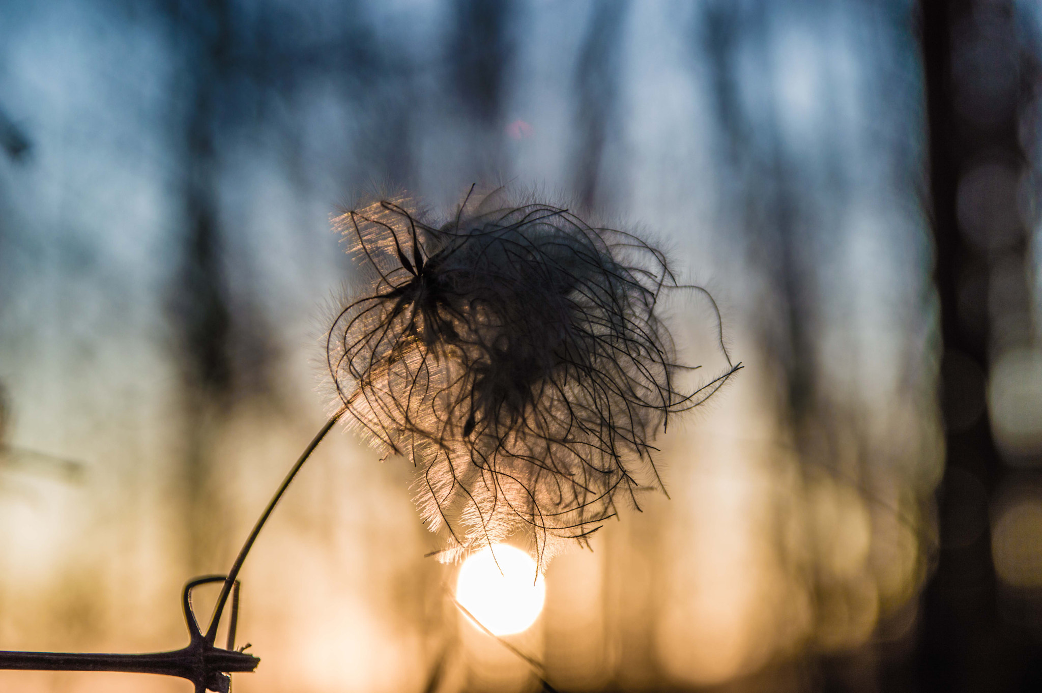Sigma 17-70mm F2.8-4 DC Macro OS HSM sample photo. Dried flower photography