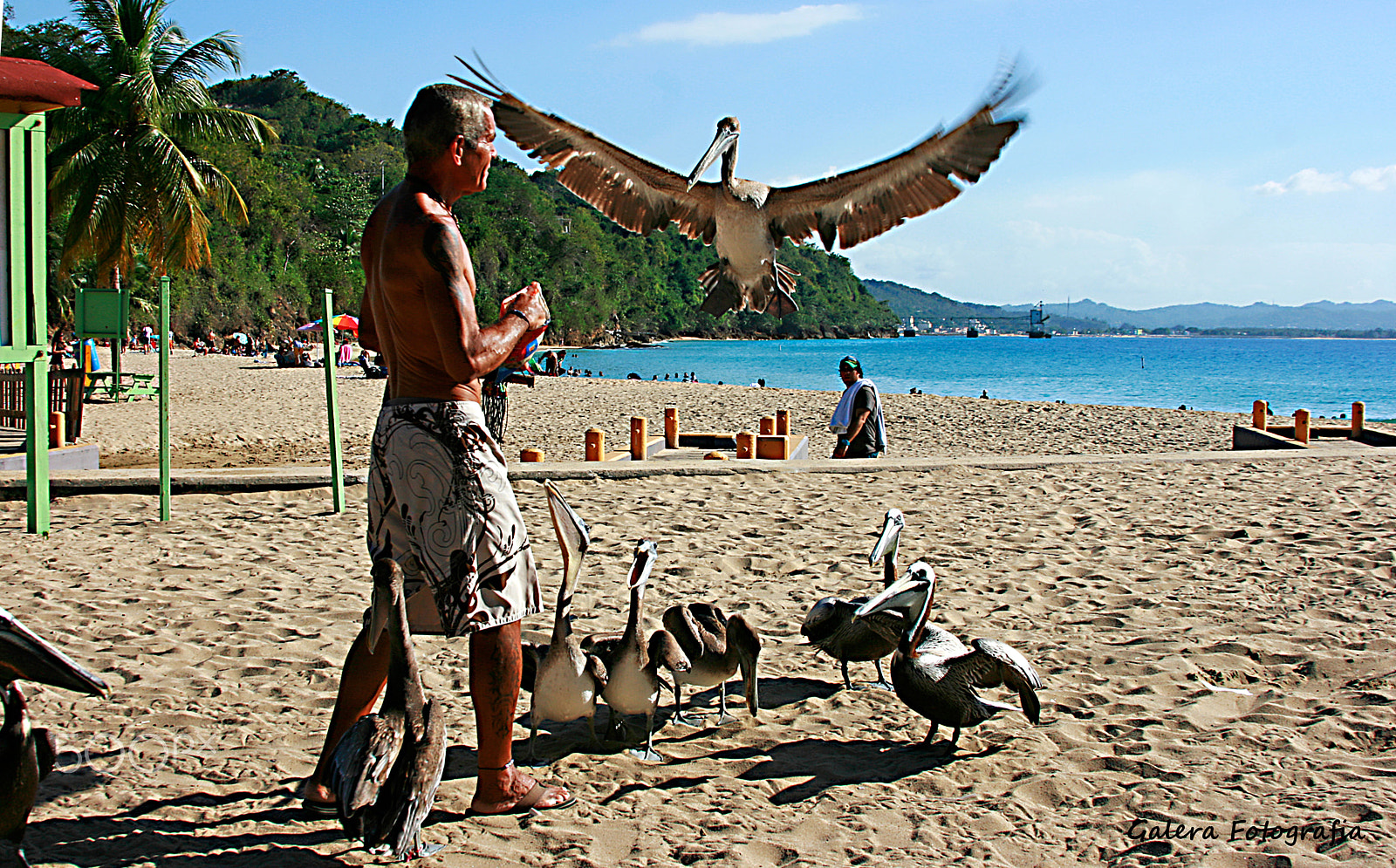Canon EOS 400D (EOS Digital Rebel XTi / EOS Kiss Digital X) sample photo. Harry the pelican whisperer photography