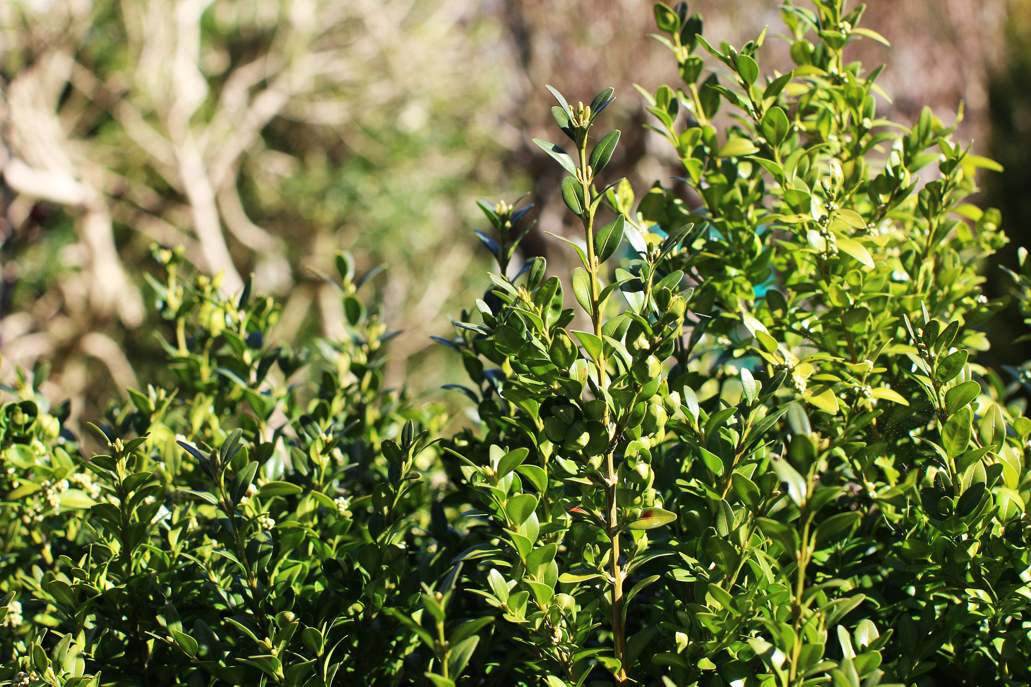 Canon EOS 70D + Canon EF 50mm F1.2L USM sample photo. Boxtree photography