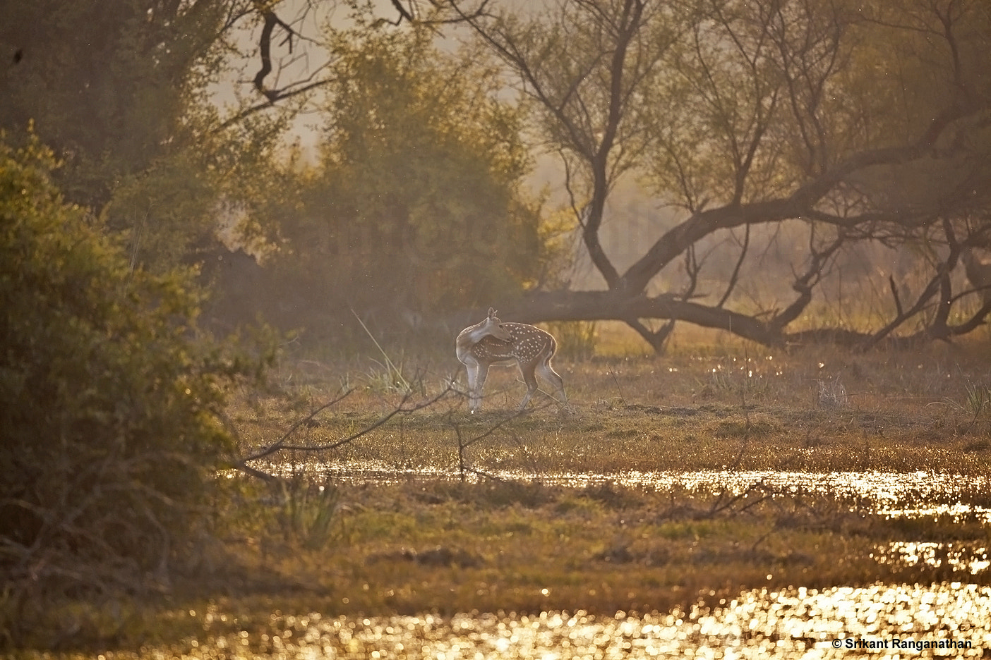 Canon EF 500mm F4L IS II USM sample photo. Deer and the golden light photography