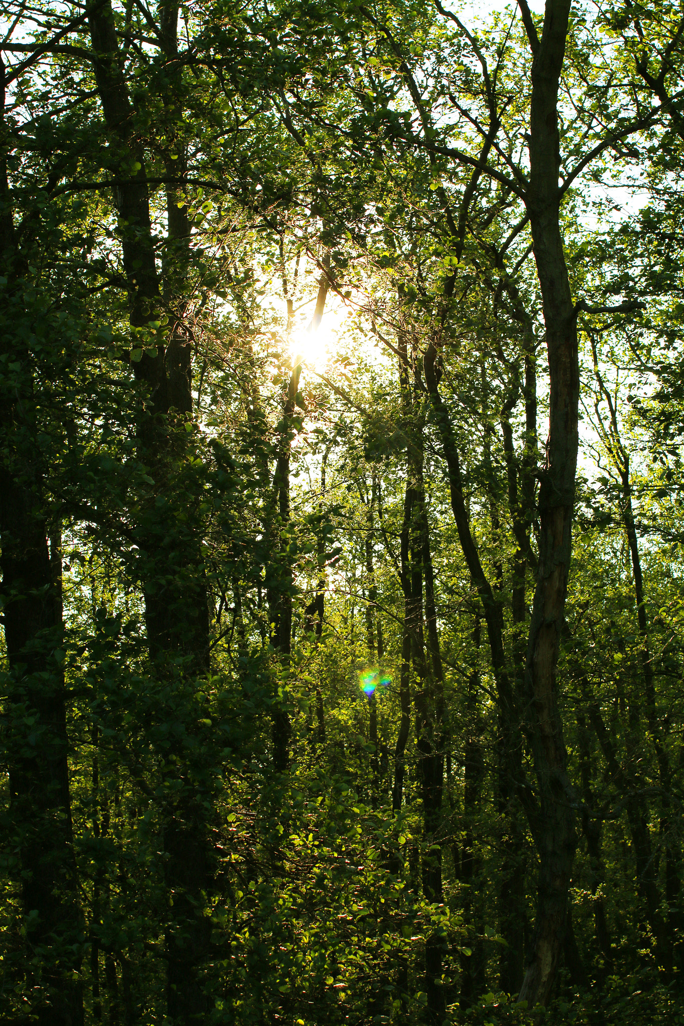 Canon EOS 70D + Canon EF 50mm F1.2L USM sample photo. Sun shining through the woods photography