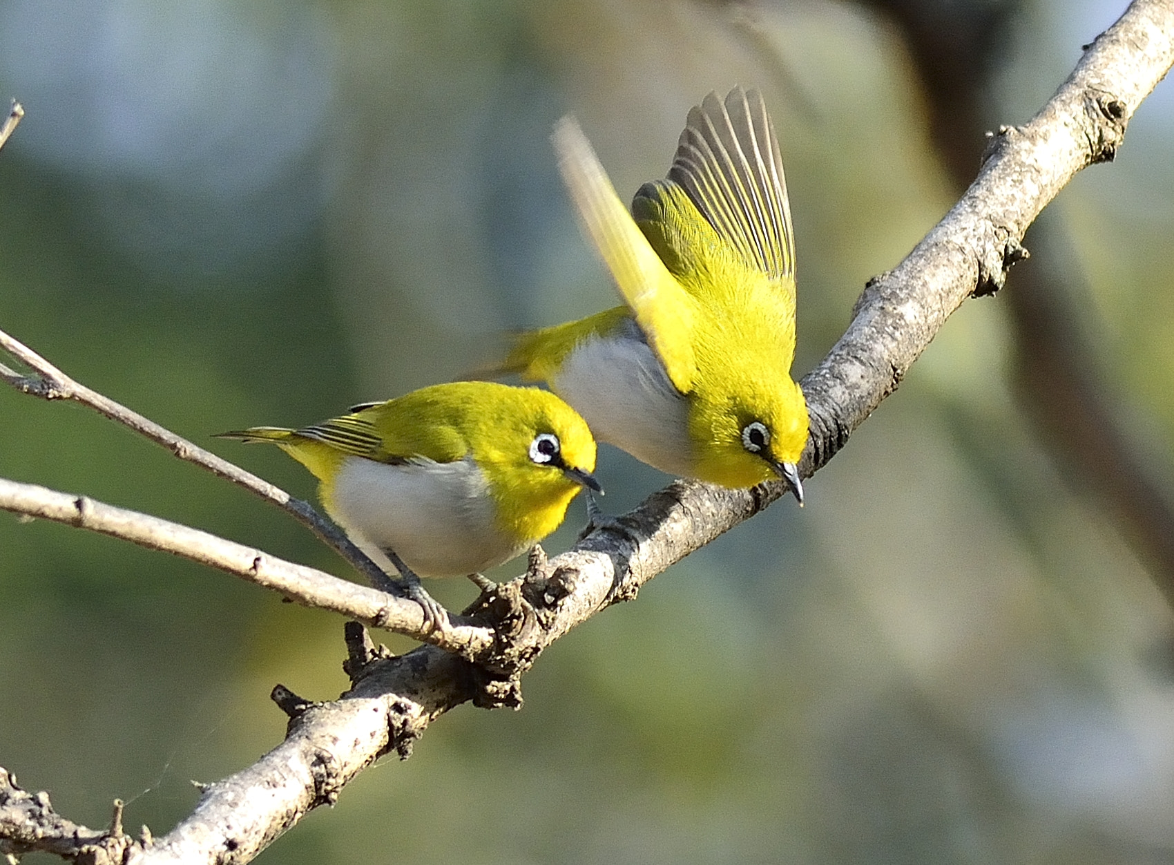 Nikon D5200 + Nikon AF-S Nikkor 300mm F4D ED-IF sample photo. Oriental white eye photography