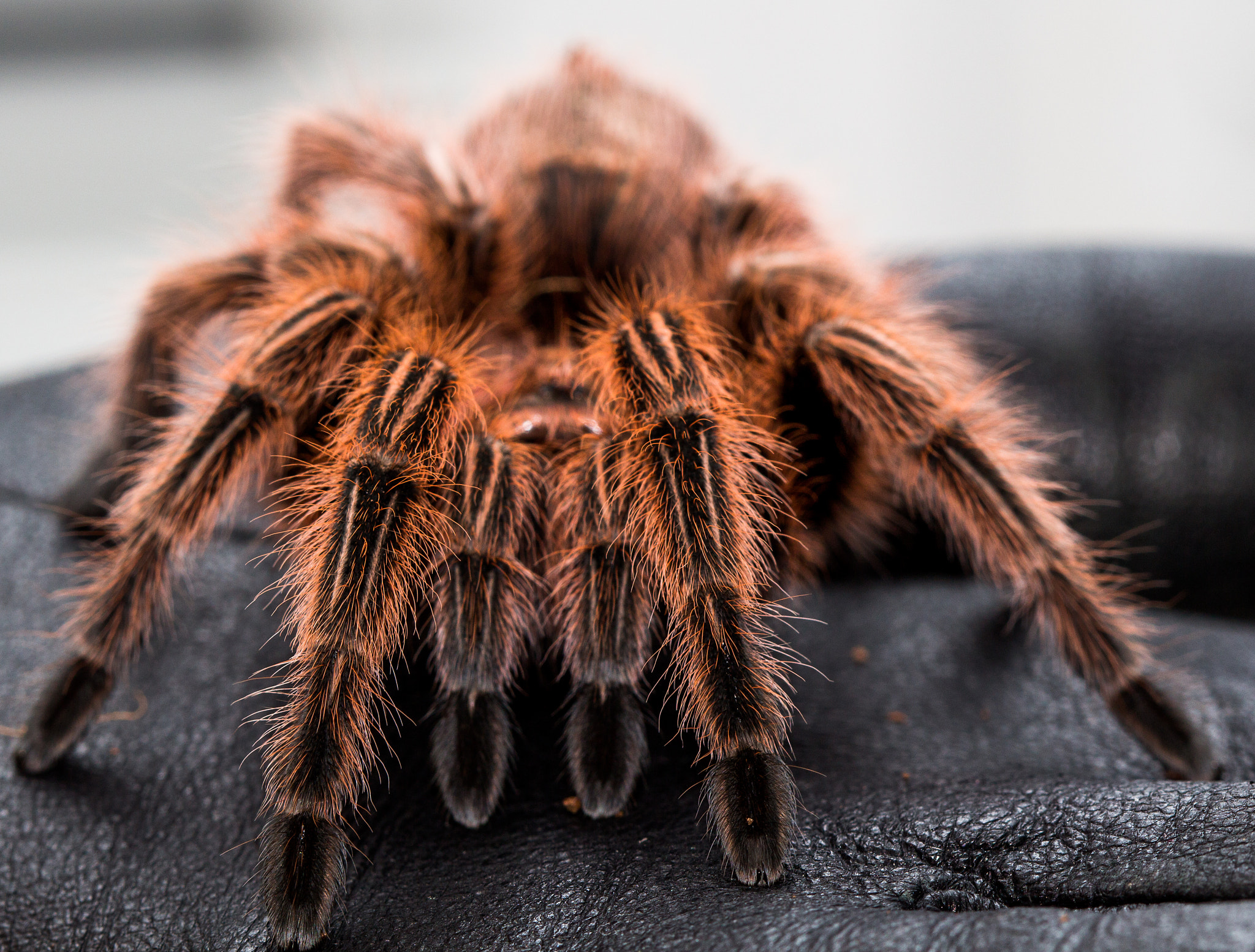 Canon EF 100mm F2.8 Macro USM sample photo. Spider 2 photography