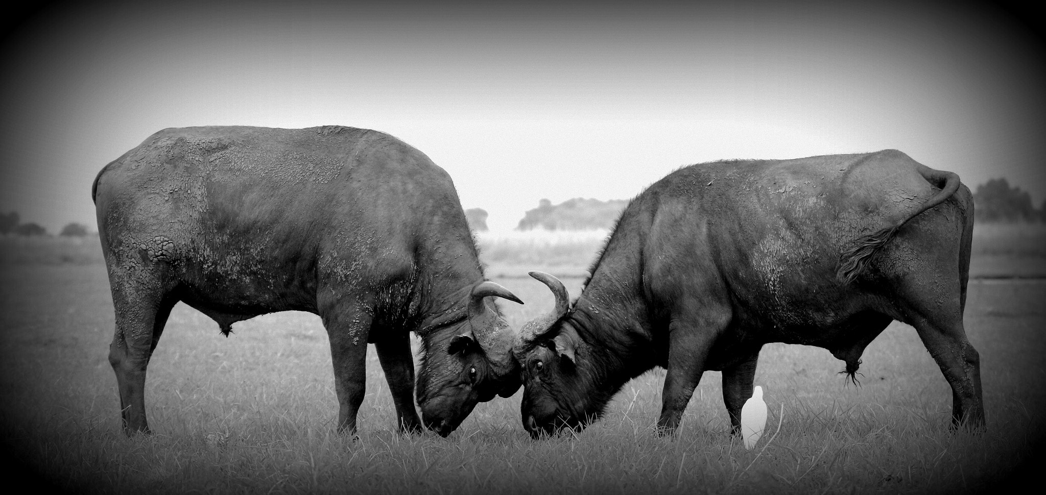Tamron SP 150-600mm F5-6.3 Di VC USD sample photo. Cape buffalo photography