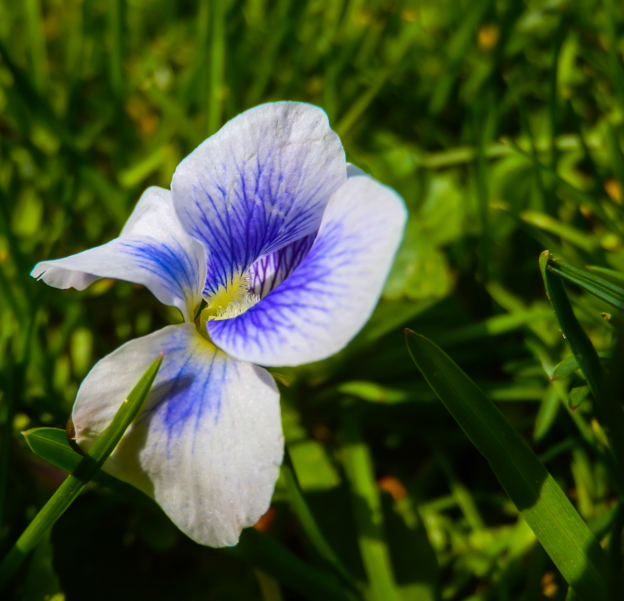 Olympus SP-610UZ sample photo. White and blue flower photography
