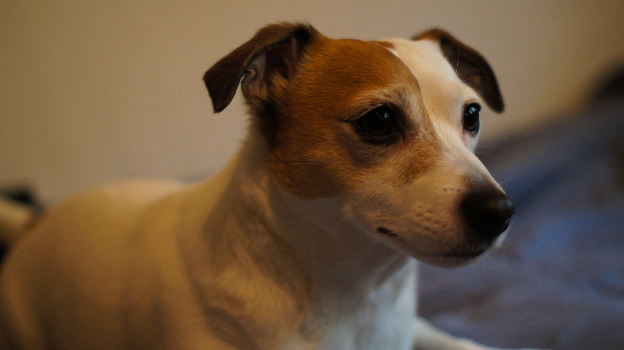 Sony SLT-A35 + Sony DT 50mm F1.8 SAM sample photo. Ike, the jack russell terrier photography
