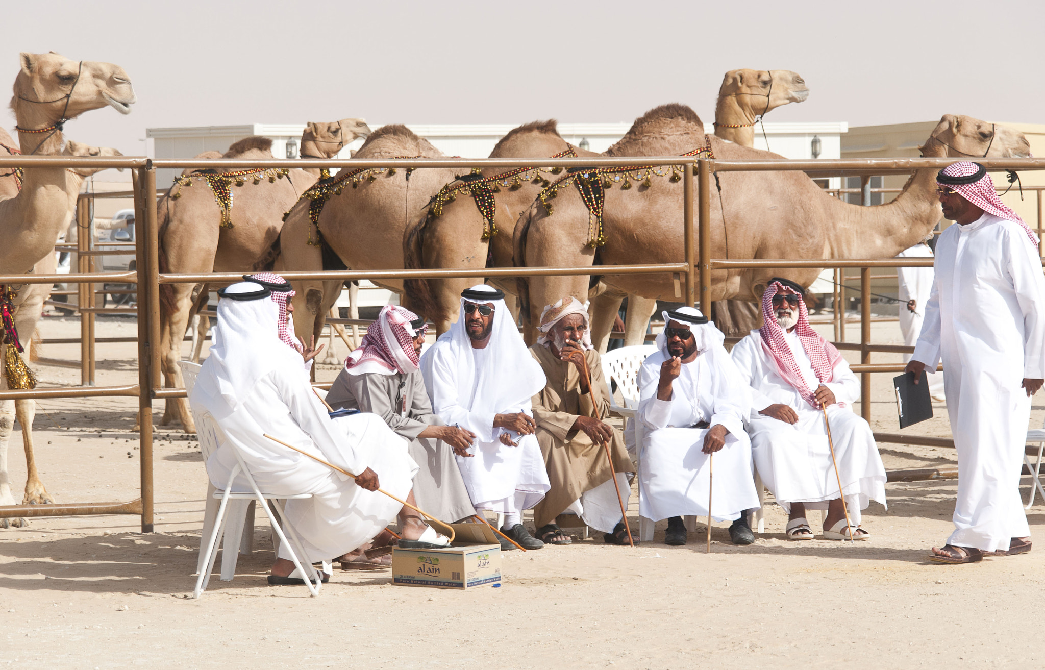 Nikon D300 + Sigma 18-200mm F3.5-6.3 DC sample photo. Camel festival photography
