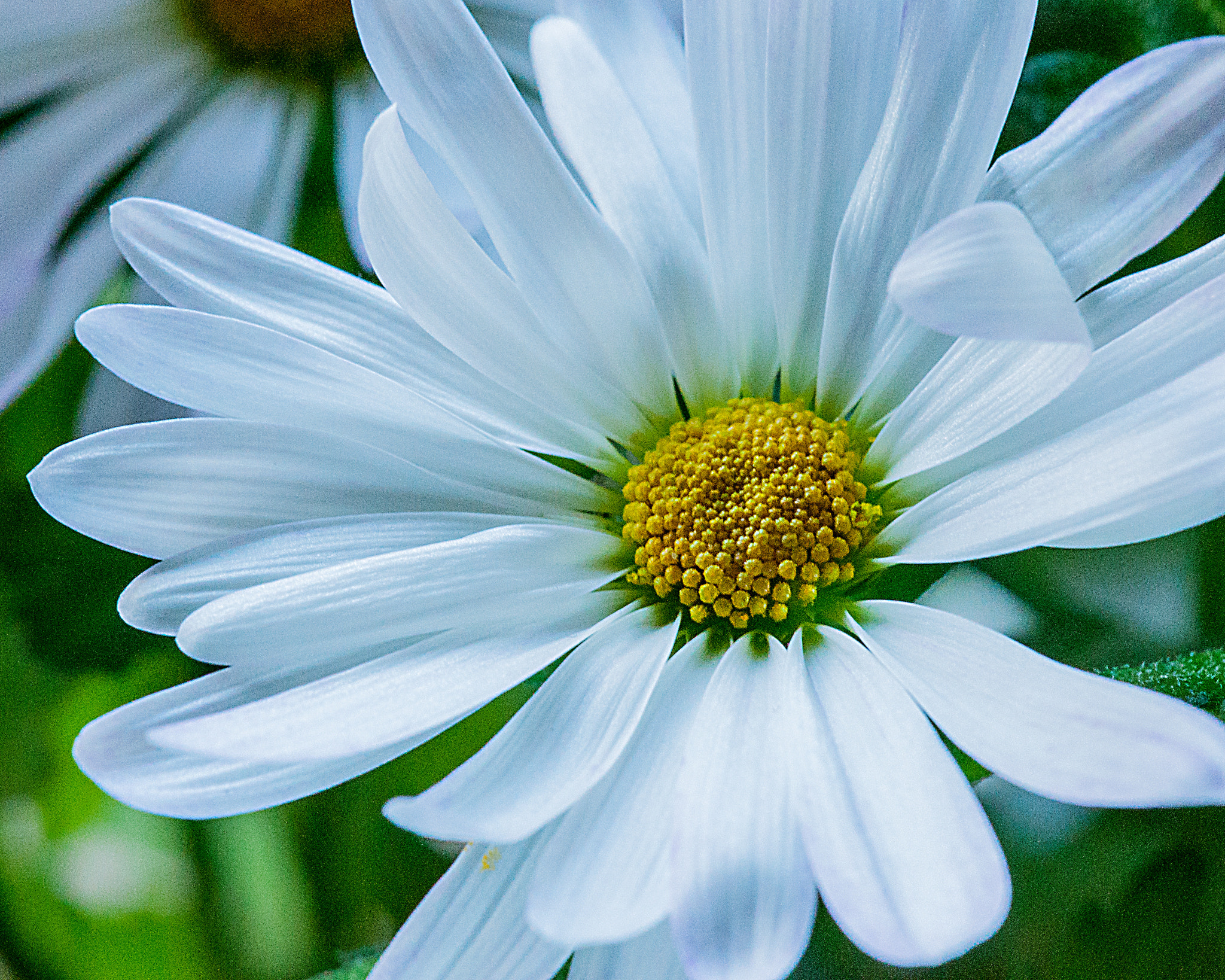 Nikon AF-S DX Micro-Nikkor 85mm F3.5G ED VR sample photo. Daisy photography