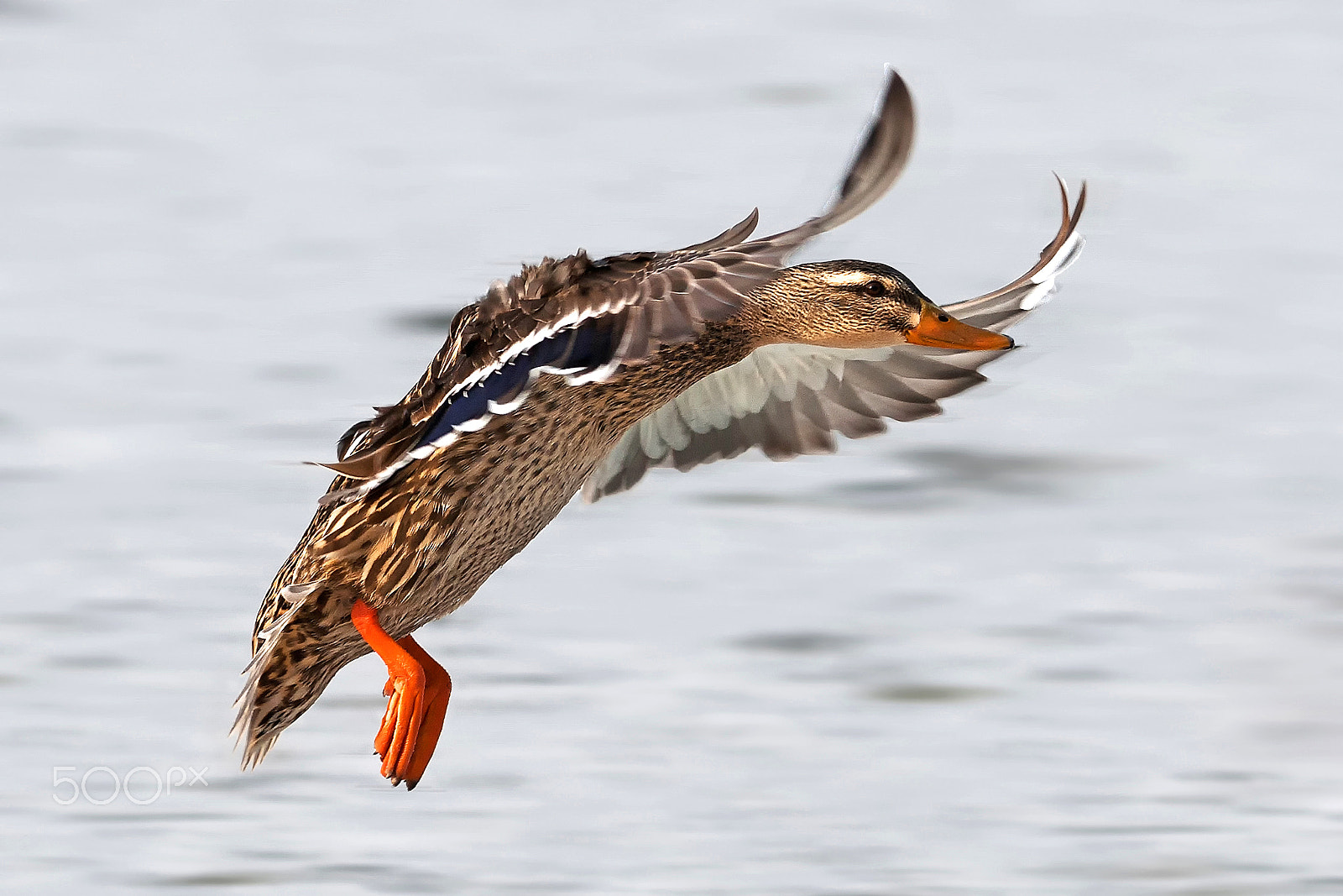 Nikon AF-S Nikkor 300mm F2.8G ED-IF VR sample photo. Landing photography