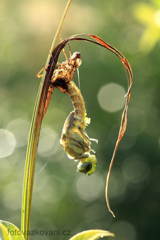 Canon EOS 7D + Canon EF 100mm F2.8 Macro USM sample photo. Aeshna cyanea ,southern hawker photography