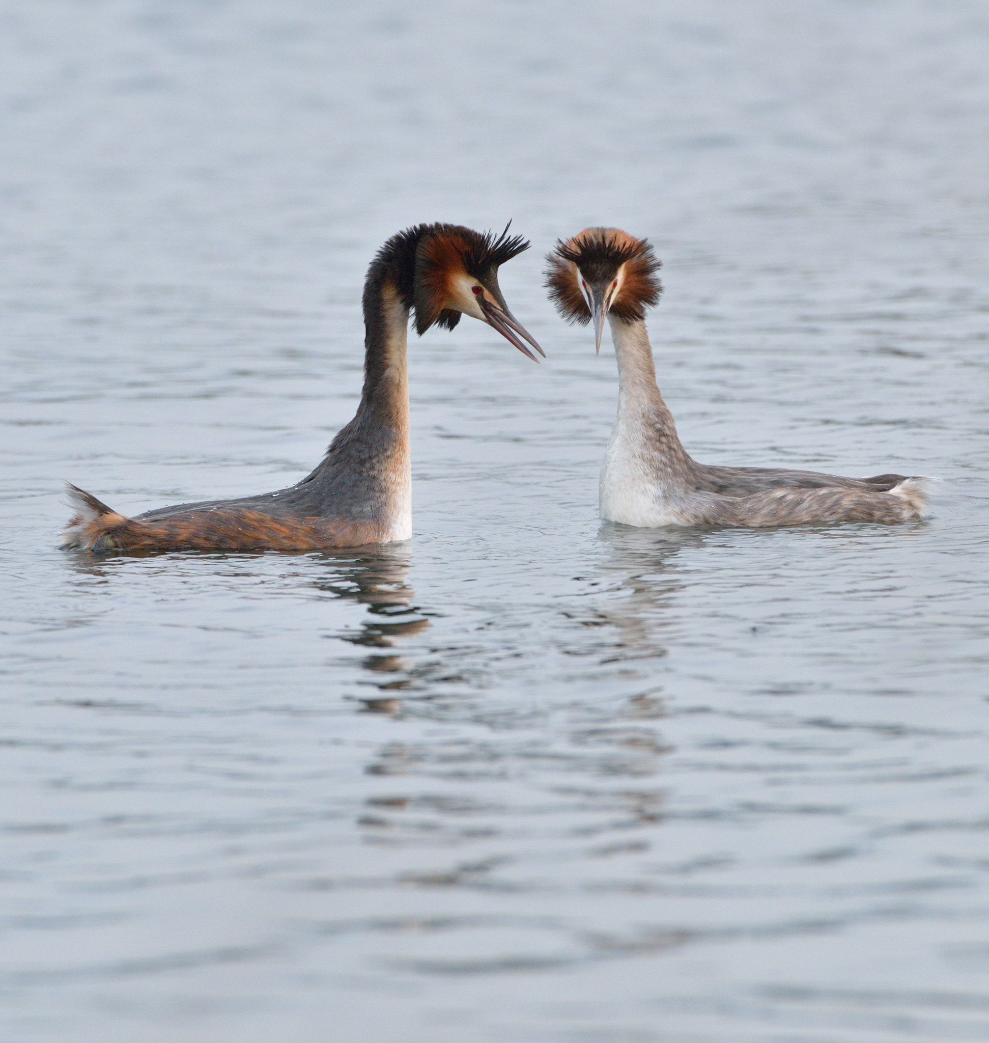 Nikon D600 + AF-S Nikkor 600mm f/4D IF-ED sample photo. Futen photography