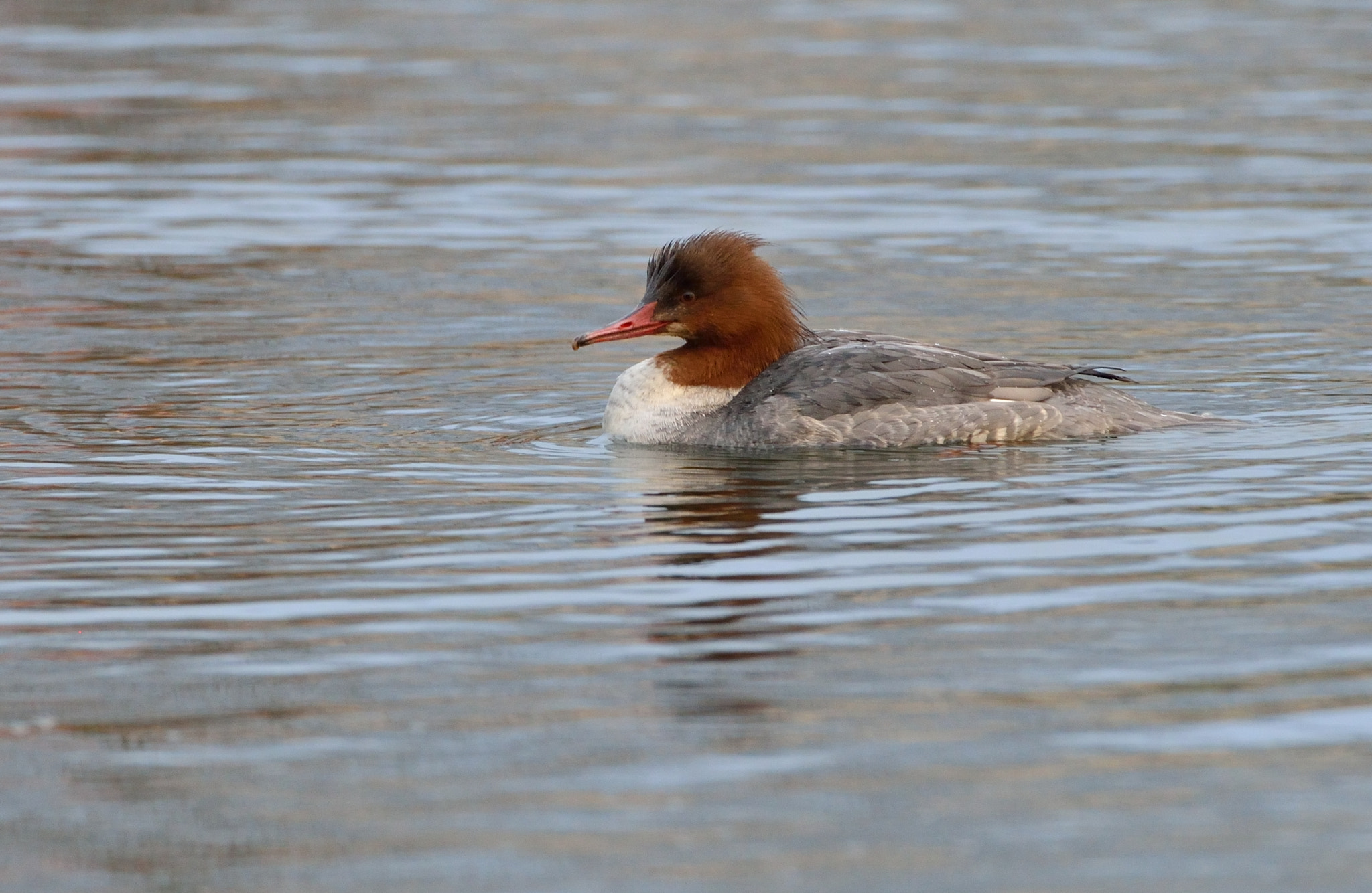 Nikon D600 + AF-S Nikkor 600mm f/4D IF-ED sample photo. Grote zaagbek photography