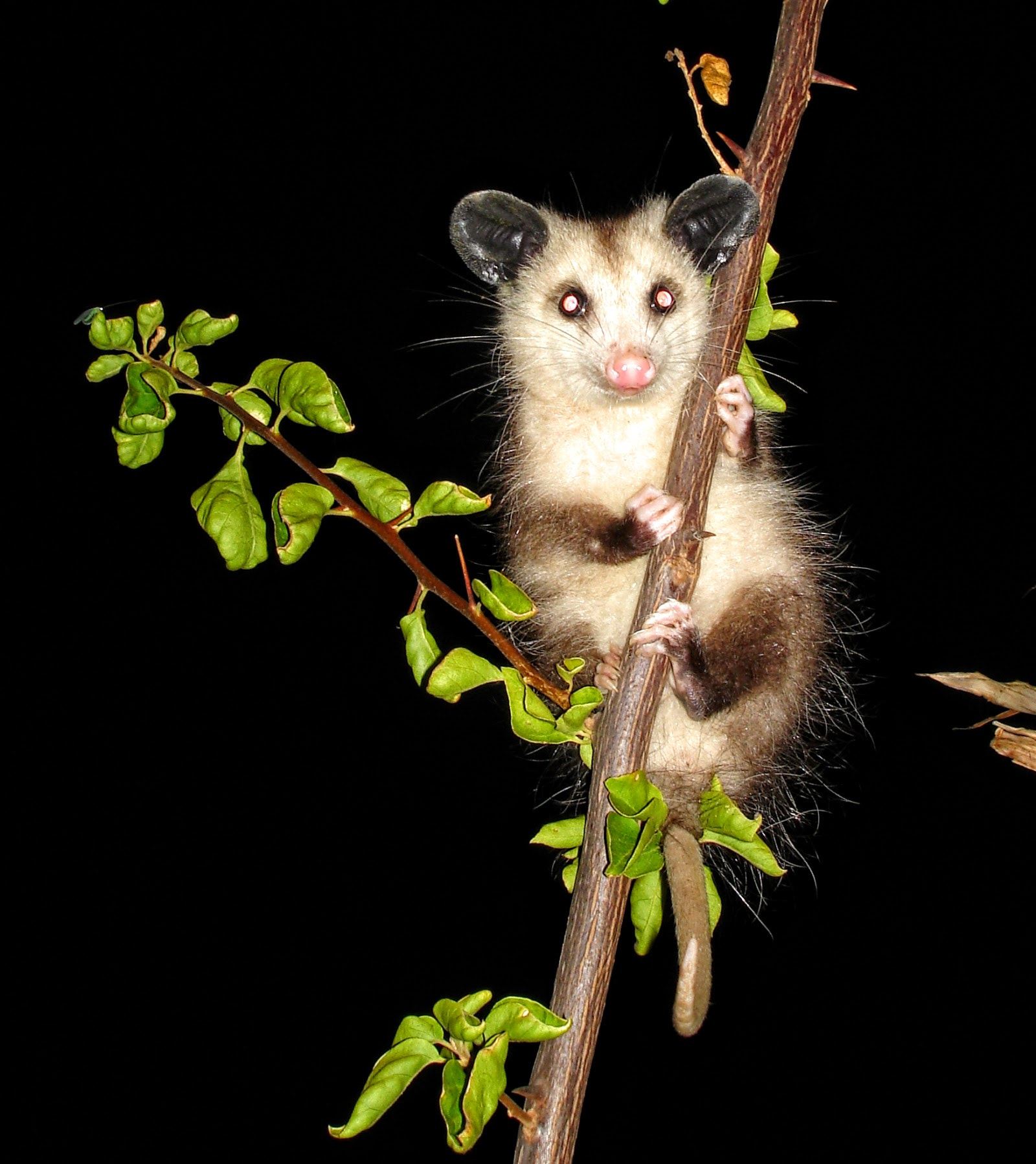 Sony DSC-W7 sample photo. Baby opossum watching photography