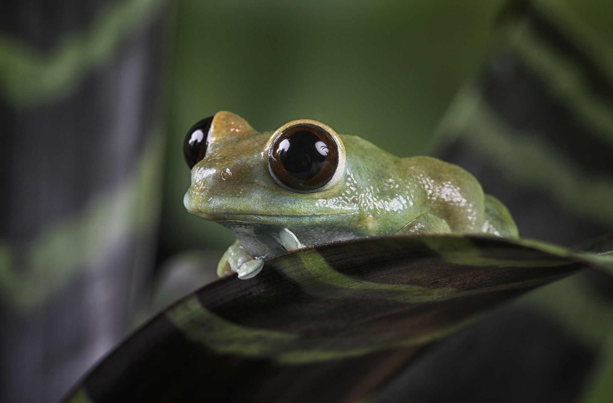 Canon EF 100mm F2.8 Macro USM sample photo. Ruby eye tree frog photography