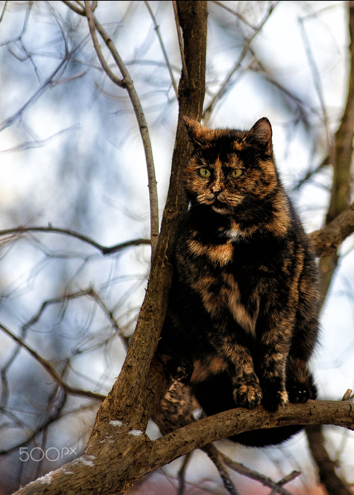AF Zoom-Nikkor 80-200mm f/2.8 ED sample photo. Кот photography