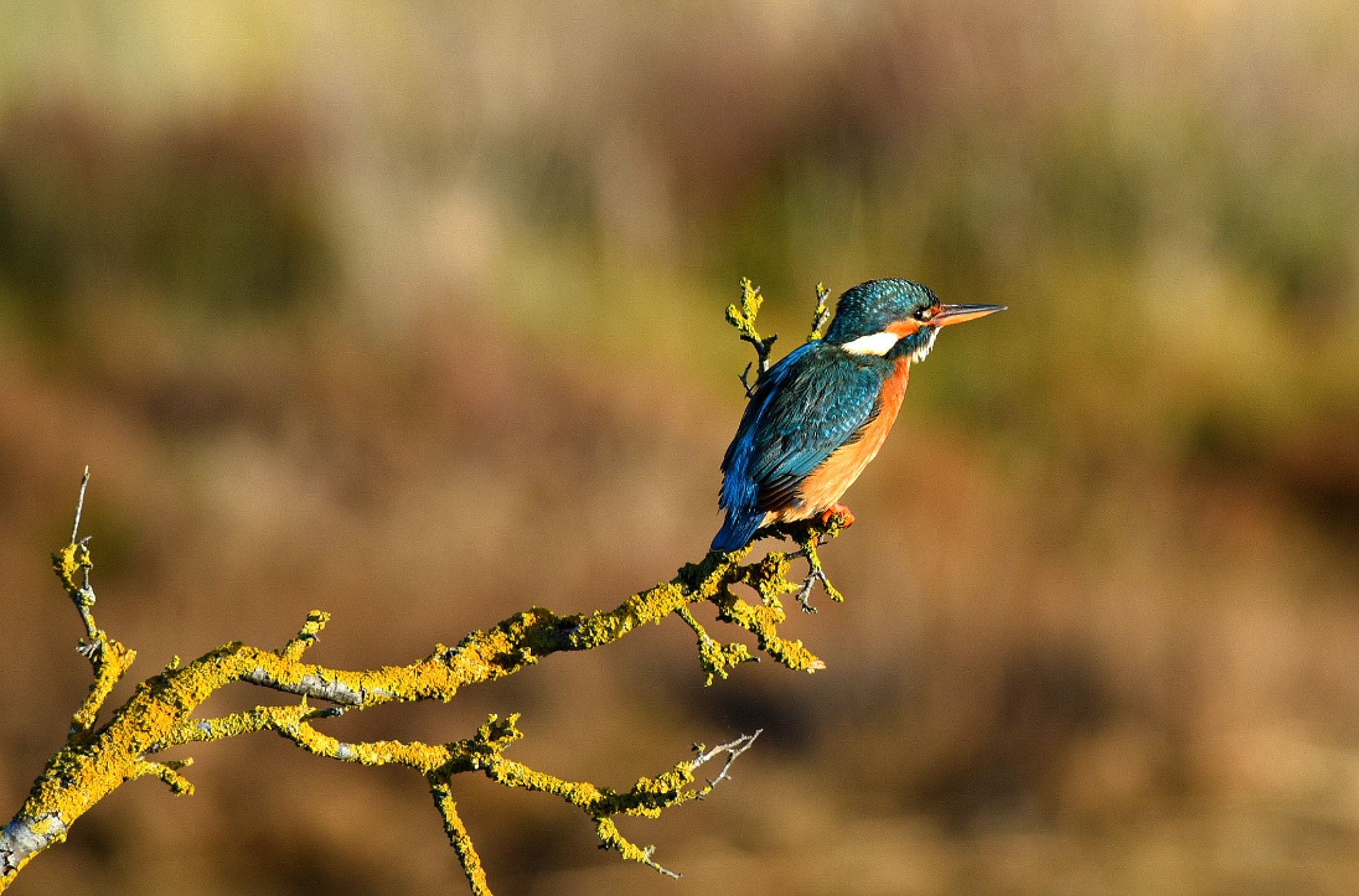 Nikon D750 + AF Nikkor 300mm f/4 IF-ED sample photo. Martin pescatore  (martina 2) photography