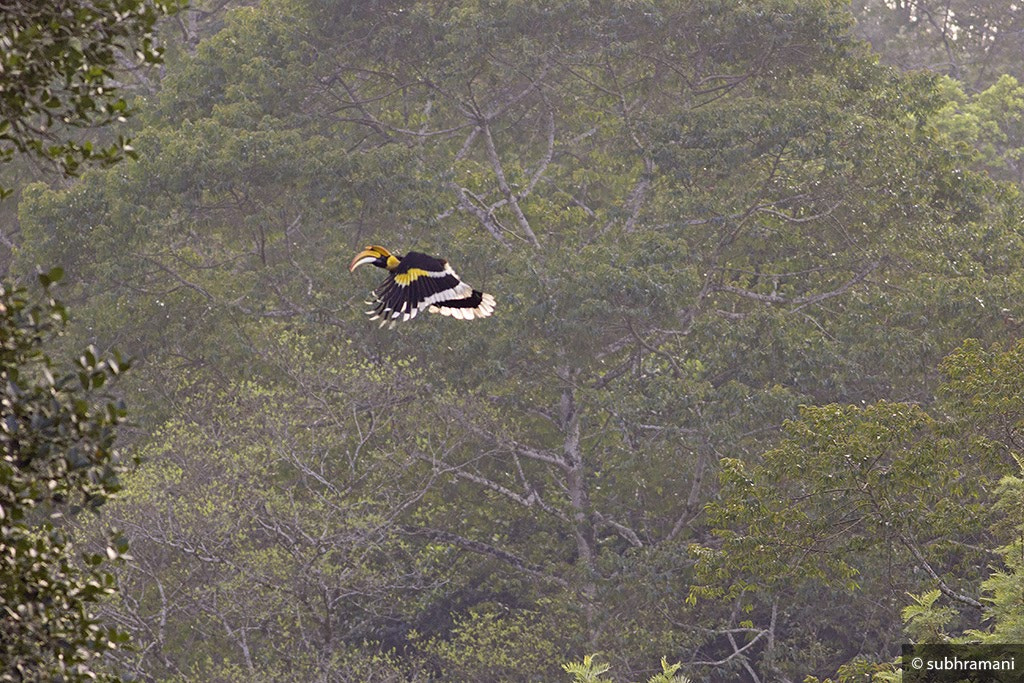 Canon EOS 60D + Canon EF 400mm F5.6L USM sample photo. Great indian hornbill photography