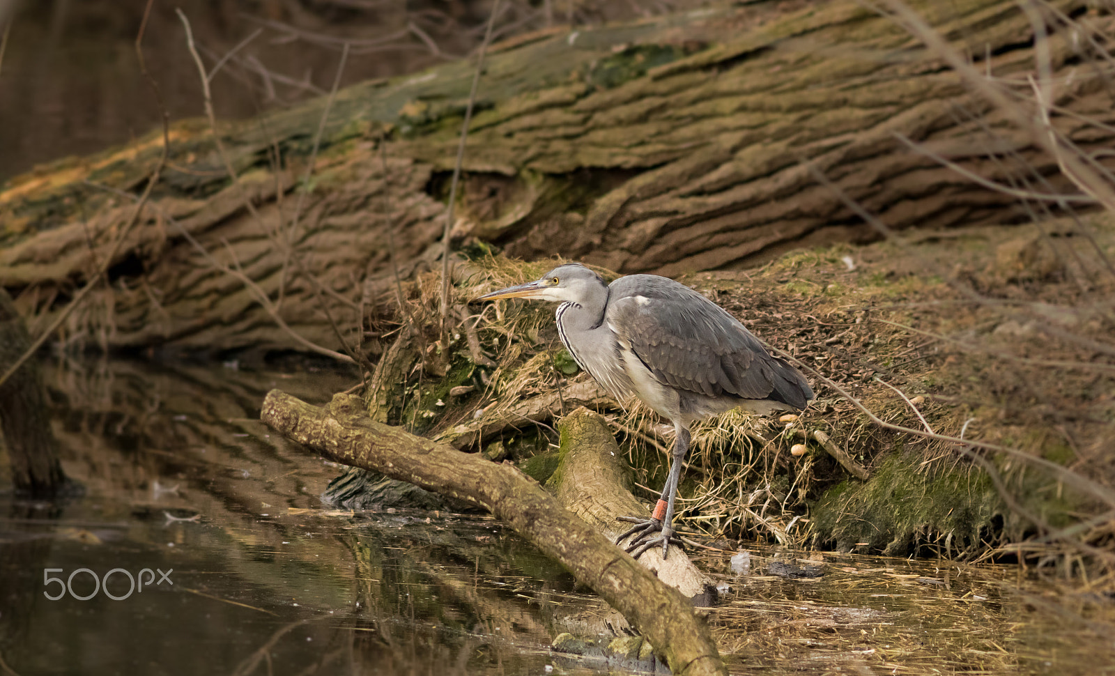 Canon EOS 760D (EOS Rebel T6s / EOS 8000D) + Canon EF 200mm F2.8L II USM sample photo. Volavka popelavá photography