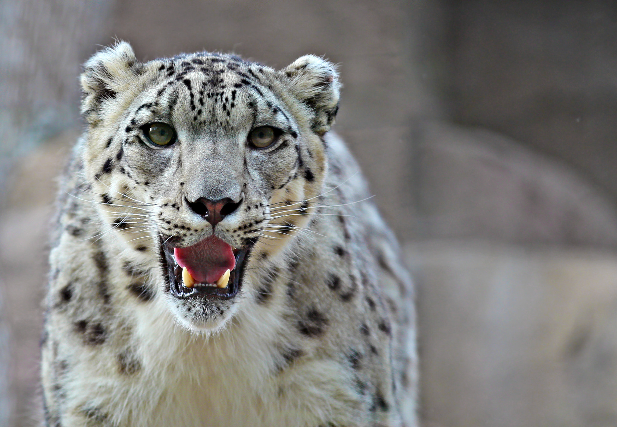 Canon EF 70-200mm F2.8L IS II USM sample photo. Snow leopard photography