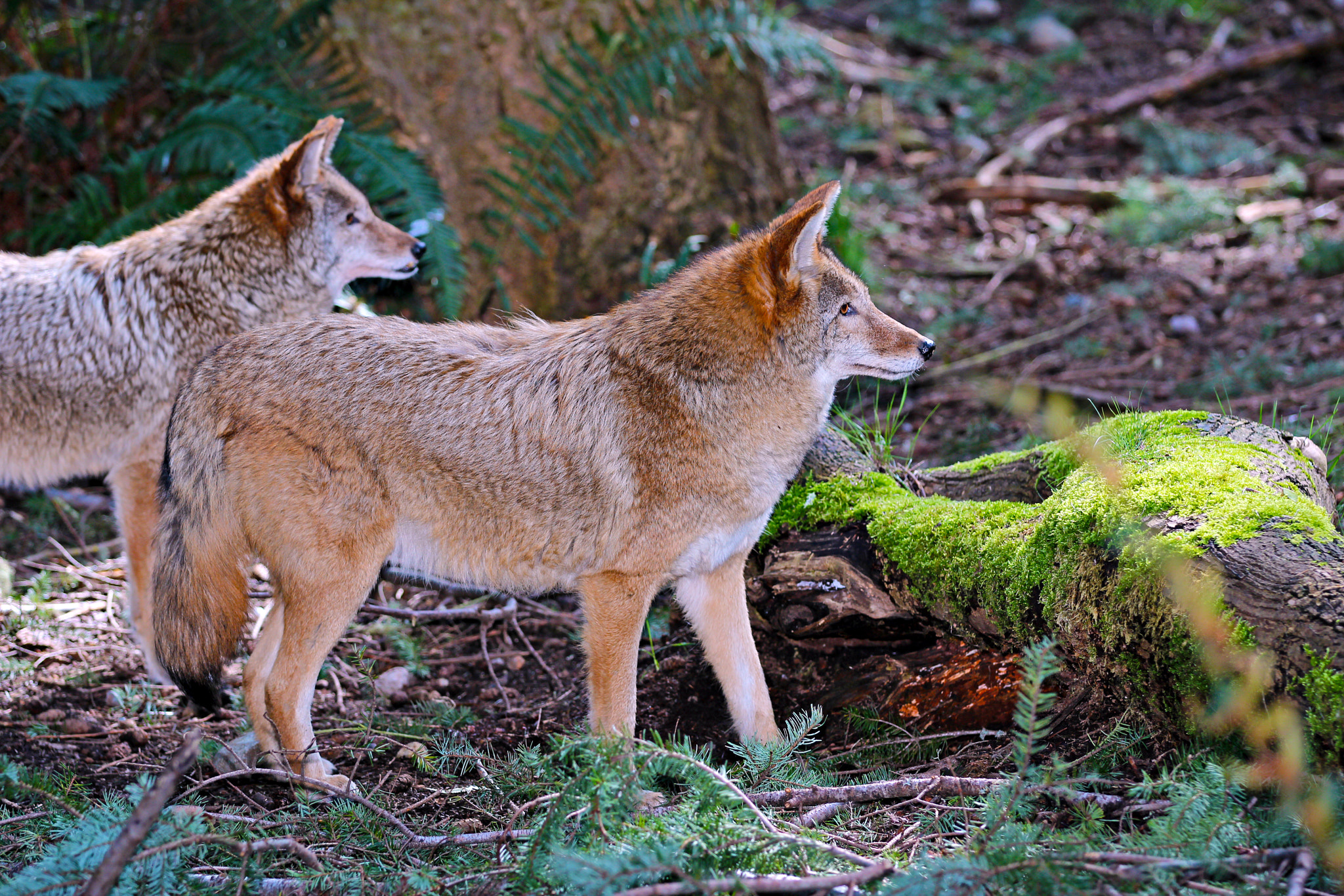 Canon EF 70-200mm F2.8L IS II USM sample photo. Coyote photography