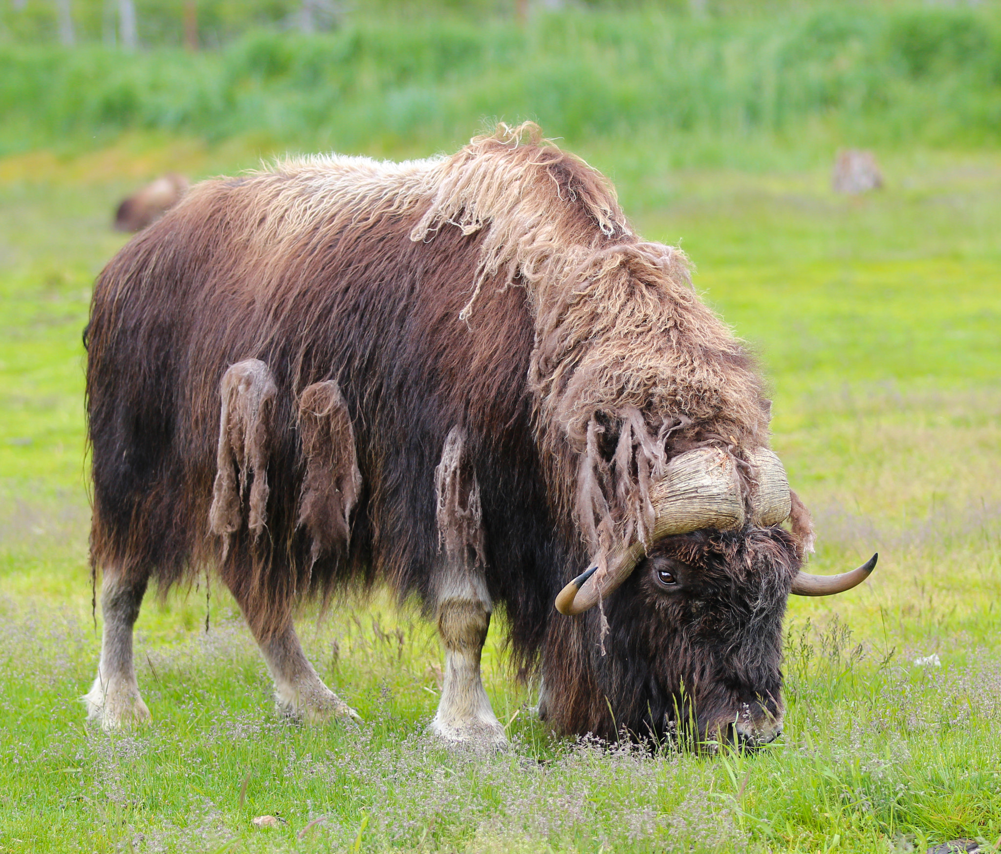Canon EOS 600D (Rebel EOS T3i / EOS Kiss X5) + Canon EF 70-200mm F2.8L IS II USM sample photo. Musk ox photography