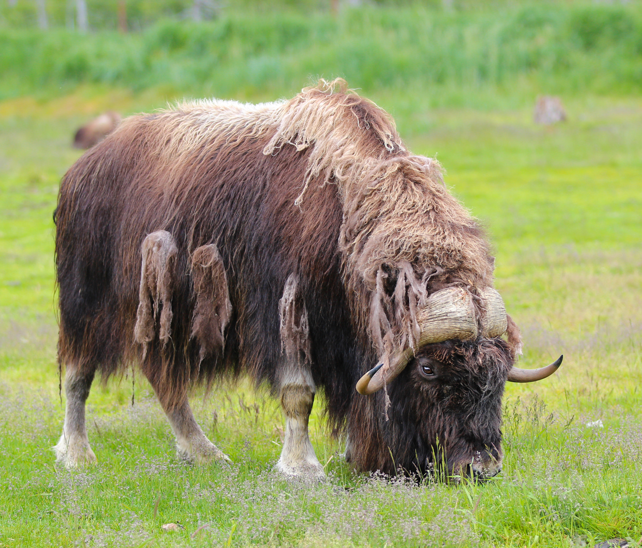 Canon EF 70-200mm F2.8L IS II USM sample photo. Musk ox photography