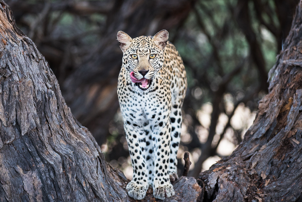 Nikon AF-S Nikkor 300mm F2.8G ED VR II sample photo. Happy leopard photography