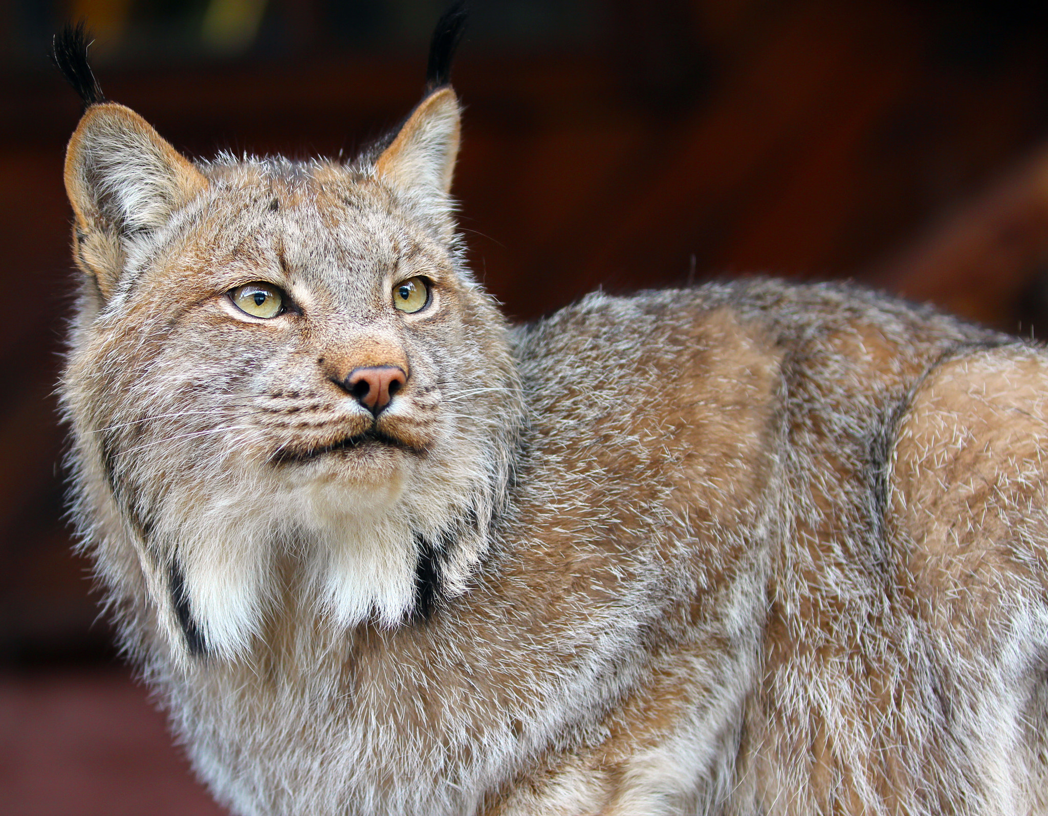 Canon EF 70-200mm F2.8L IS II USM sample photo. North american lynx photography