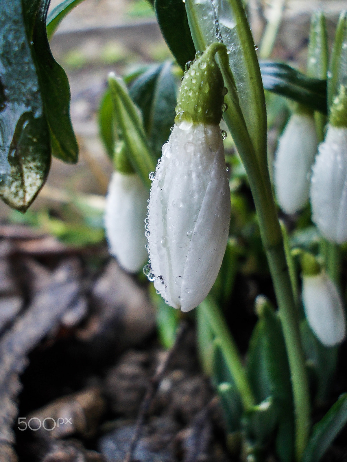 Nikon COOLPIX L23 sample photo. Snowdrop photography