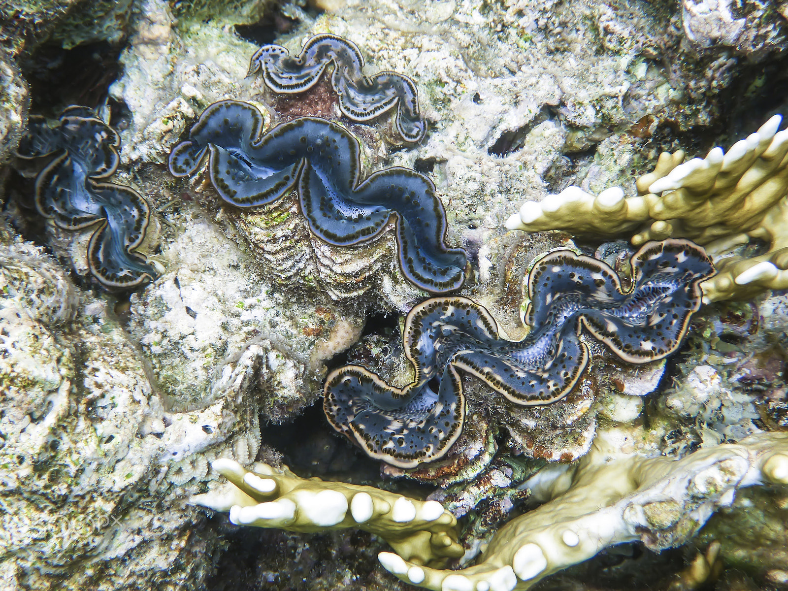 Panasonic DMC-FT4 sample photo. Four giant clams on the coral reef in the red sea photography