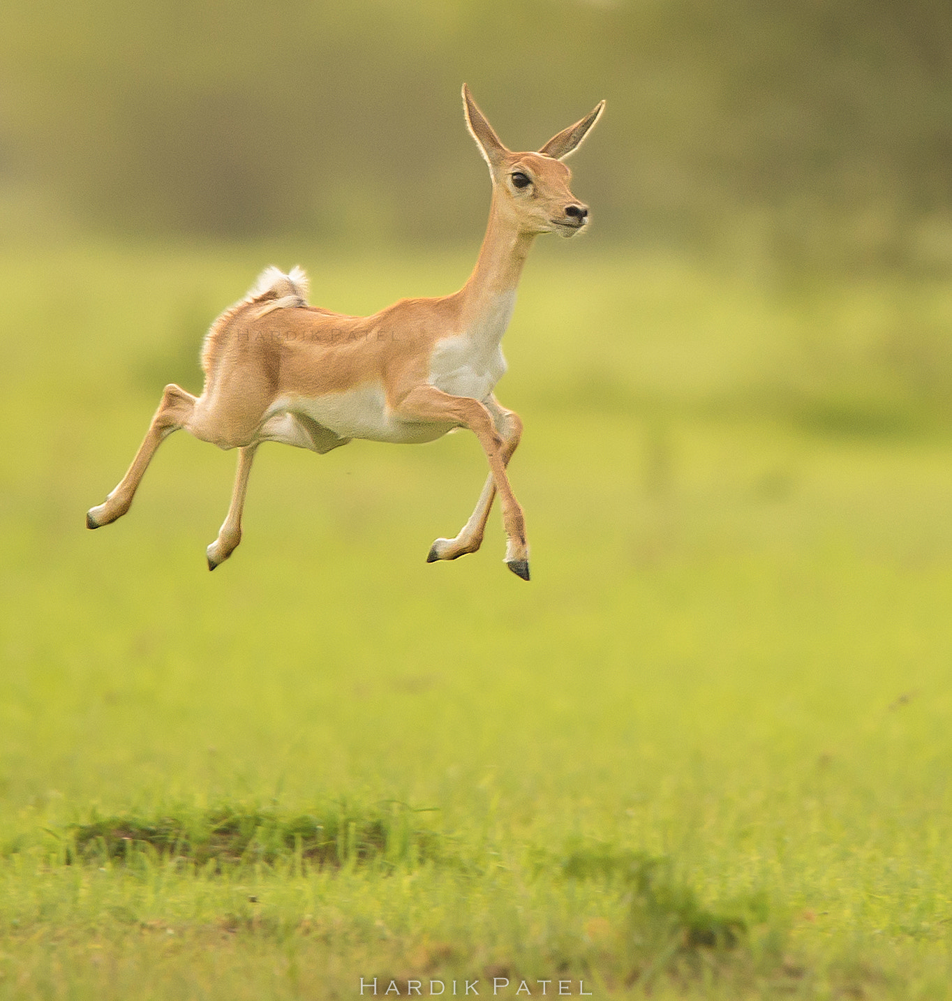 Nikon D4S sample photo. A walk in air.. photography