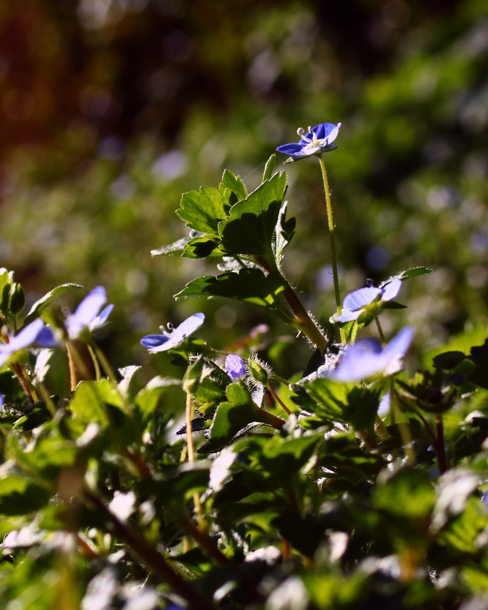Canon EF 28-80mm f/3.5-5.6 sample photo. 5 febbraio (36/366) photography