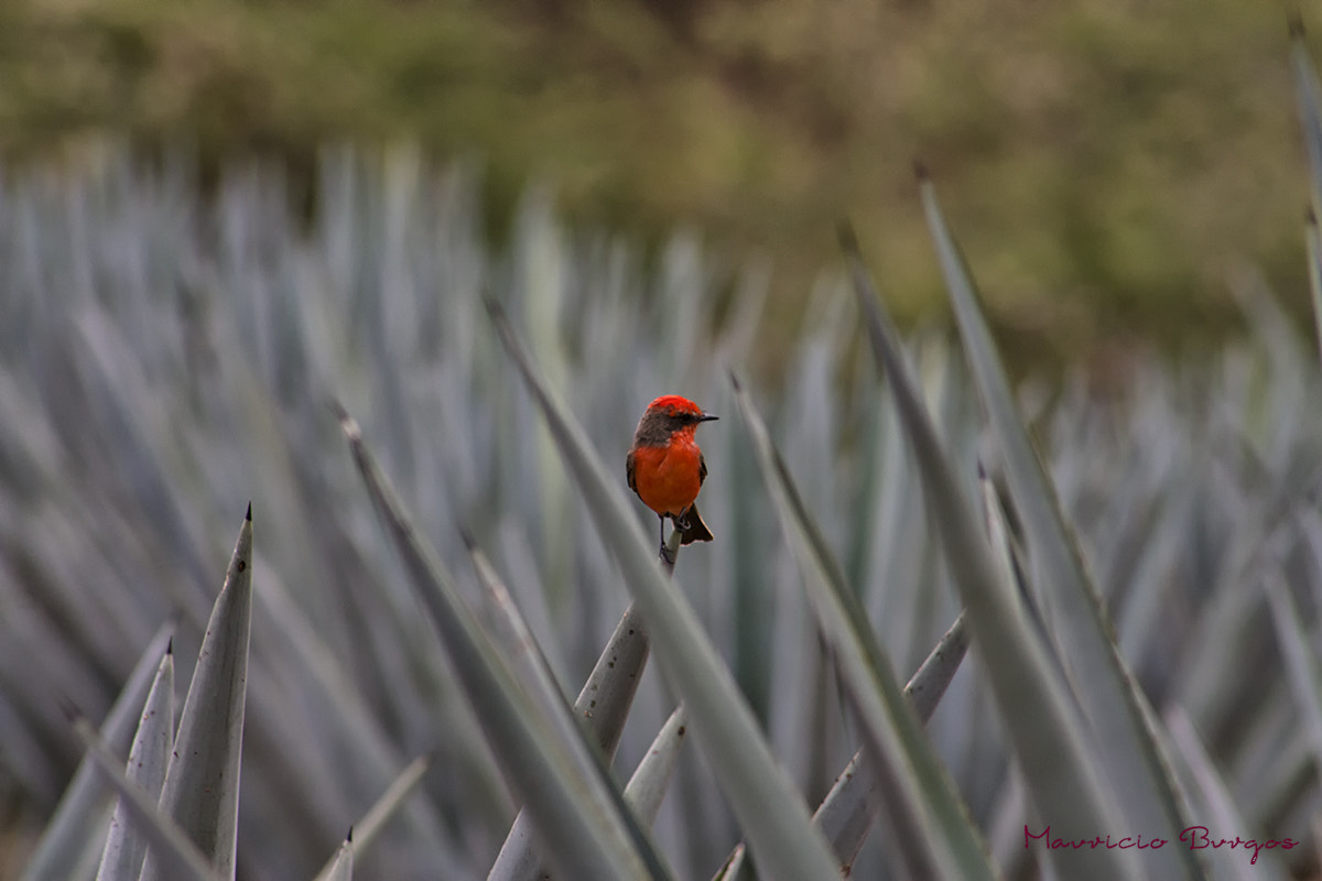 Canon EF 75-300mm f/4-5.6 USM sample photo. Entre puntas photography