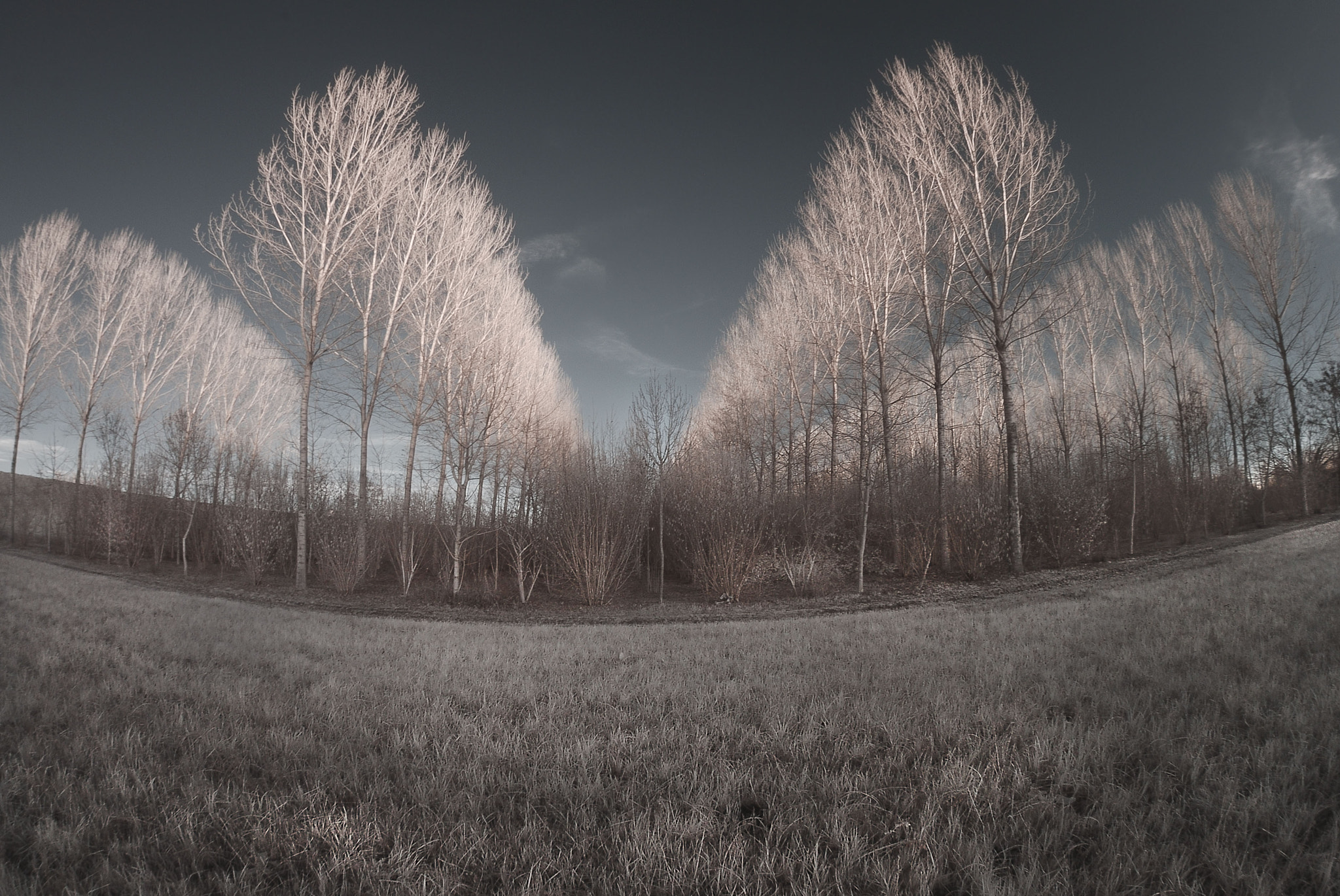 Nikon D80 + Samyang 8mm F3.5 Aspherical IF MC Fisheye sample photo. Classic infrared photography