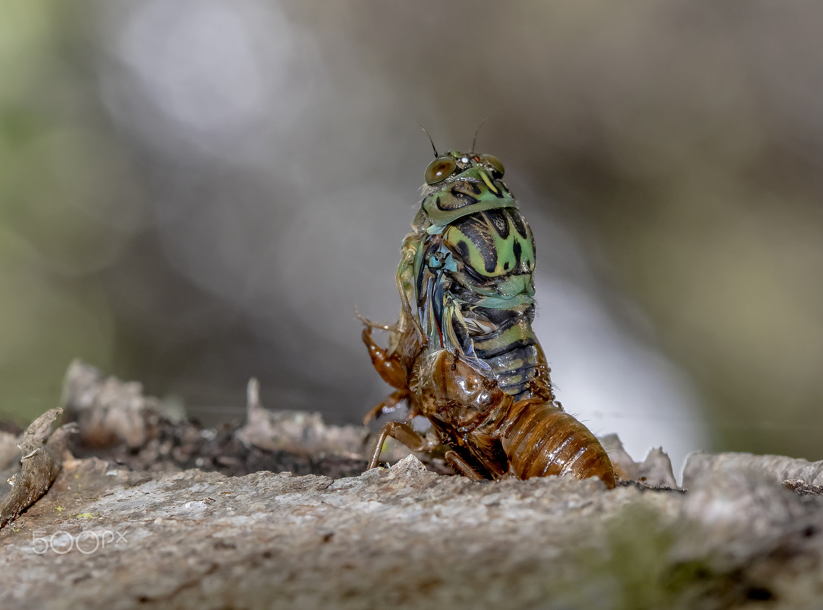 Canon EF 100mm F2.8 Macro USM sample photo. Shedding cicada photography
