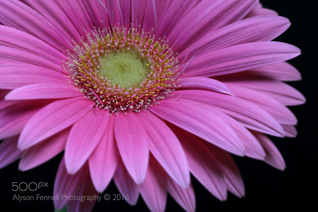 Canon EF 100mm F2.8 Macro USM sample photo. Pink gerbera daisy photography