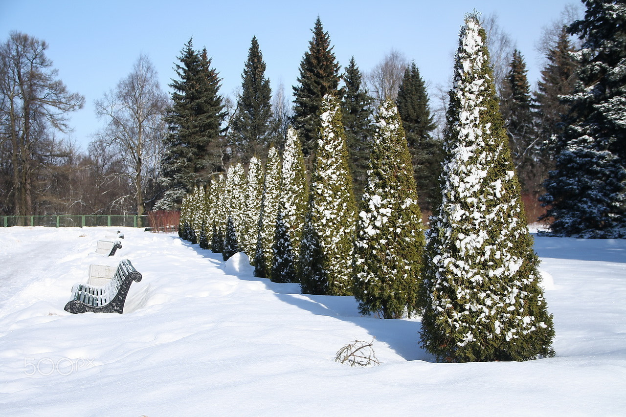Sigma 18-125mm F3.8-5.6 DC OS HSM sample photo. In snow powder photography