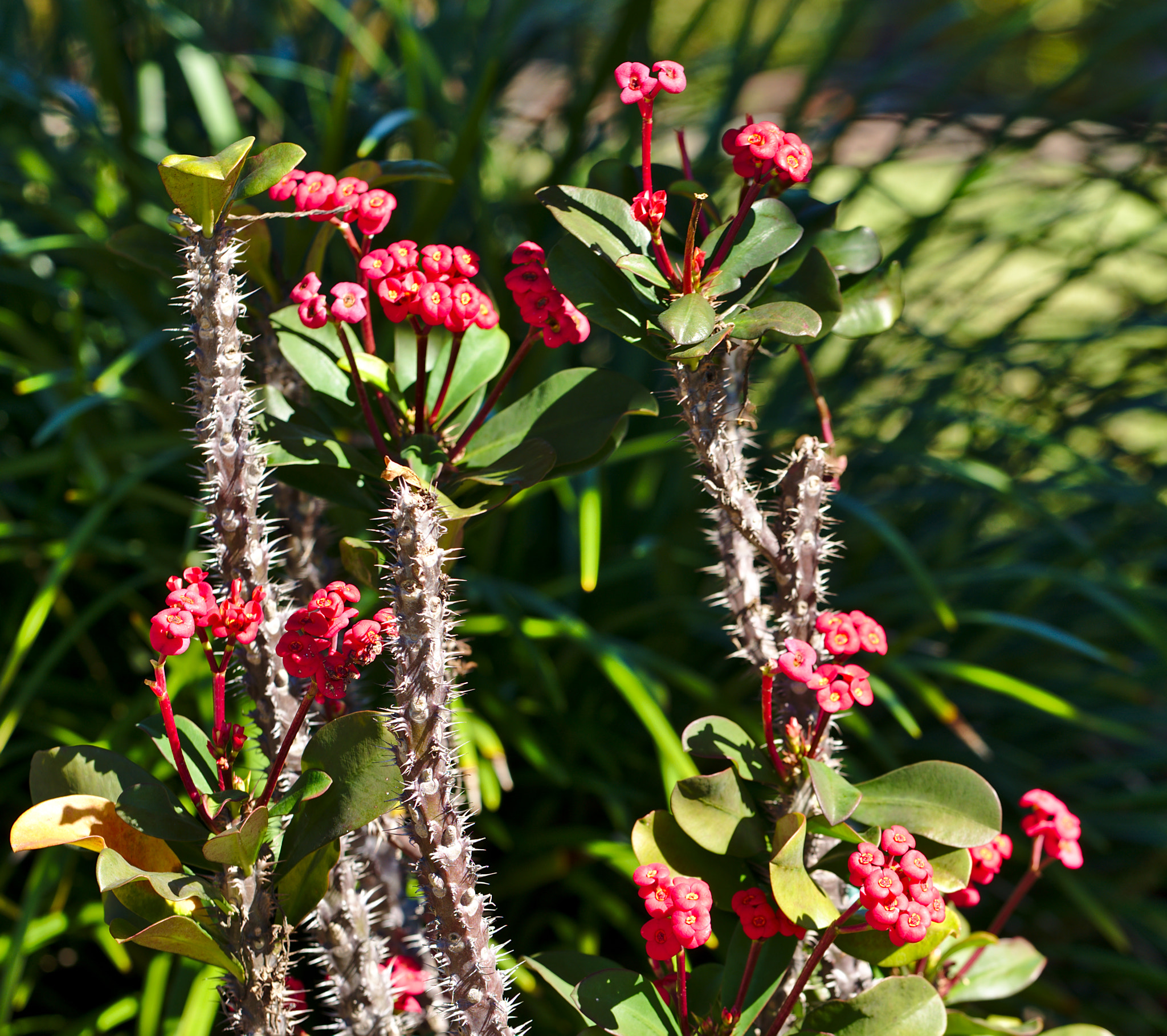 ZEISS Otus 85mm F1.4 sample photo. A flowering cactus photography