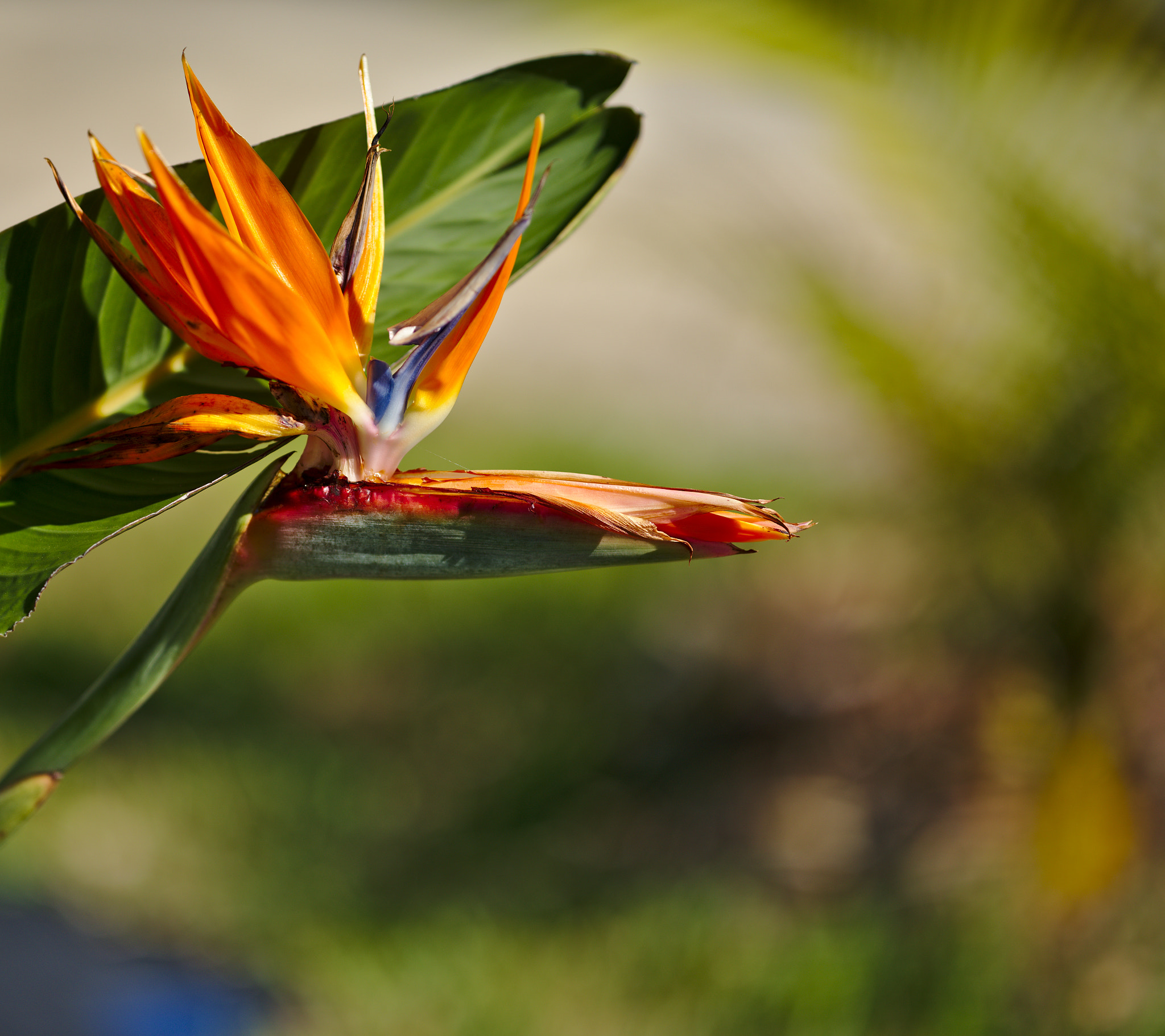 ZEISS Otus 85mm F1.4 sample photo. Bird of paradise / strelitzia photography