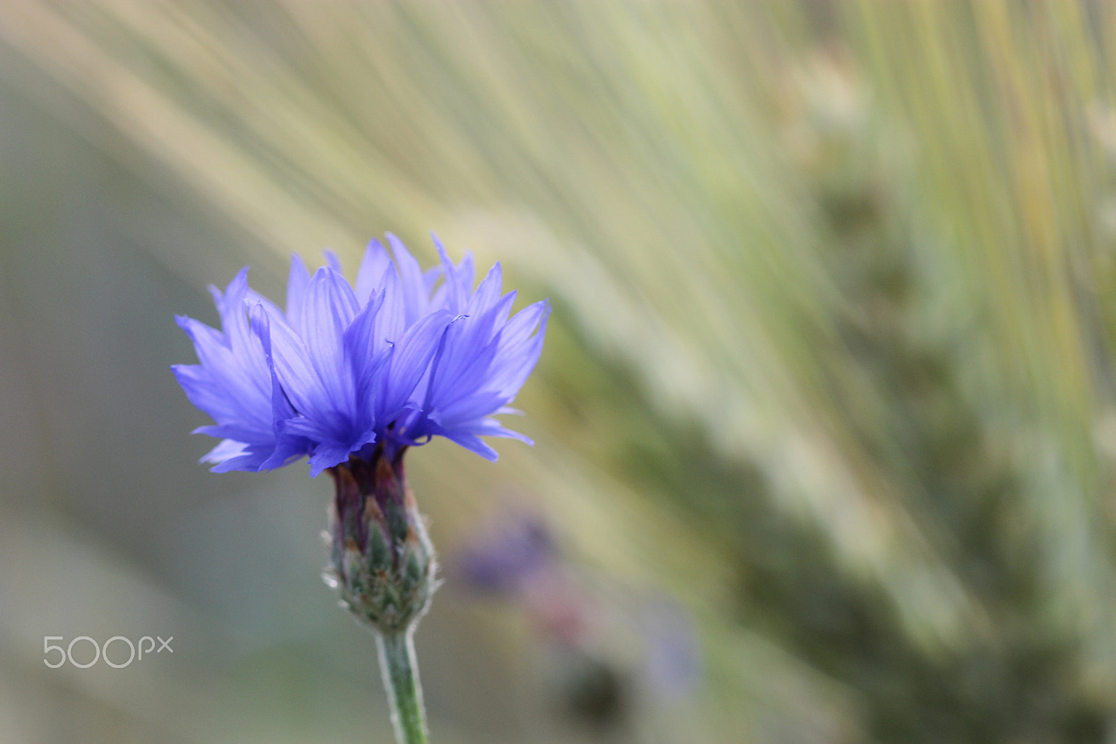 Canon EOS 60D + Canon EF 100mm F2.8 Macro USM sample photo. Cornflower photography