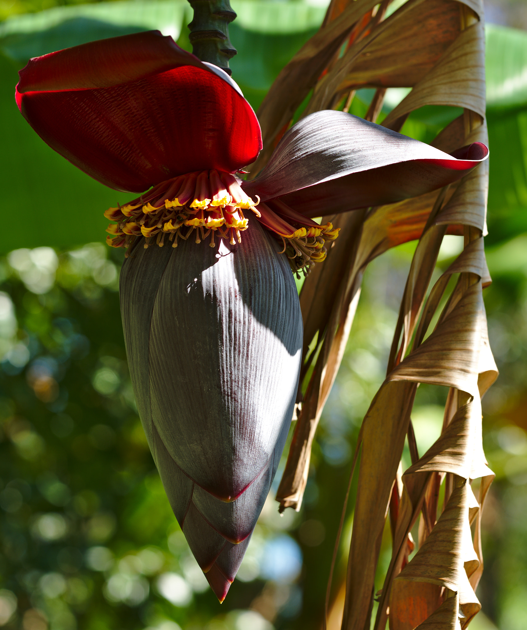 ZEISS Otus 85mm F1.4 sample photo. Inflorescence of banana photography