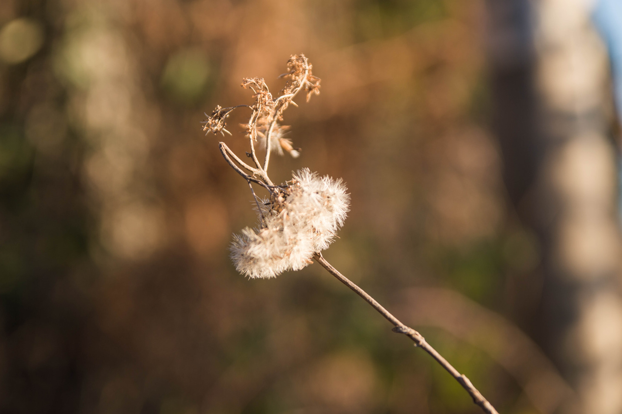 Sigma 17-70mm F2.8-4 DC Macro OS HSM sample photo. Dry flower 2 ° photography