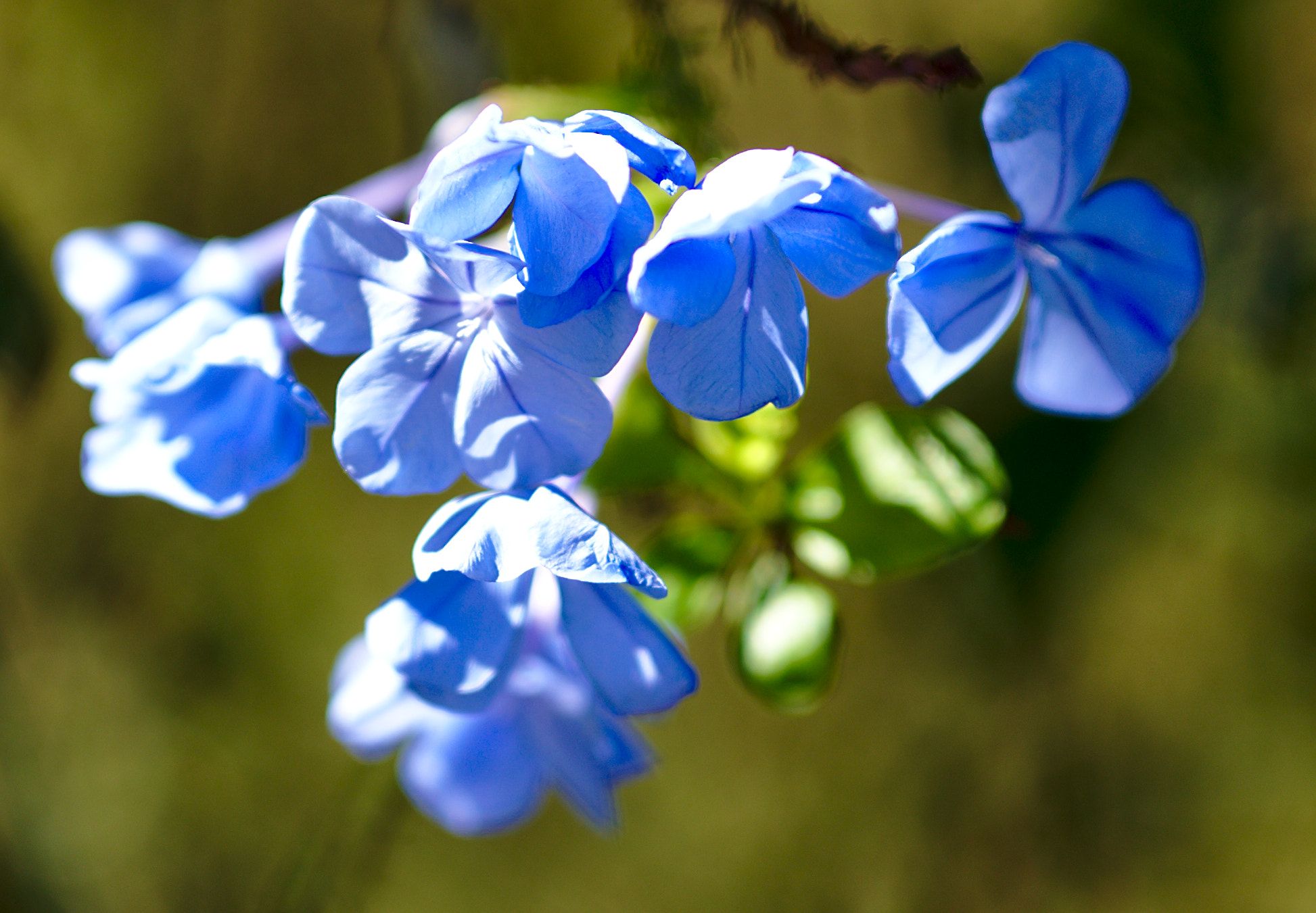 ZEISS Otus 85mm F1.4 sample photo. Blue plumbago photography