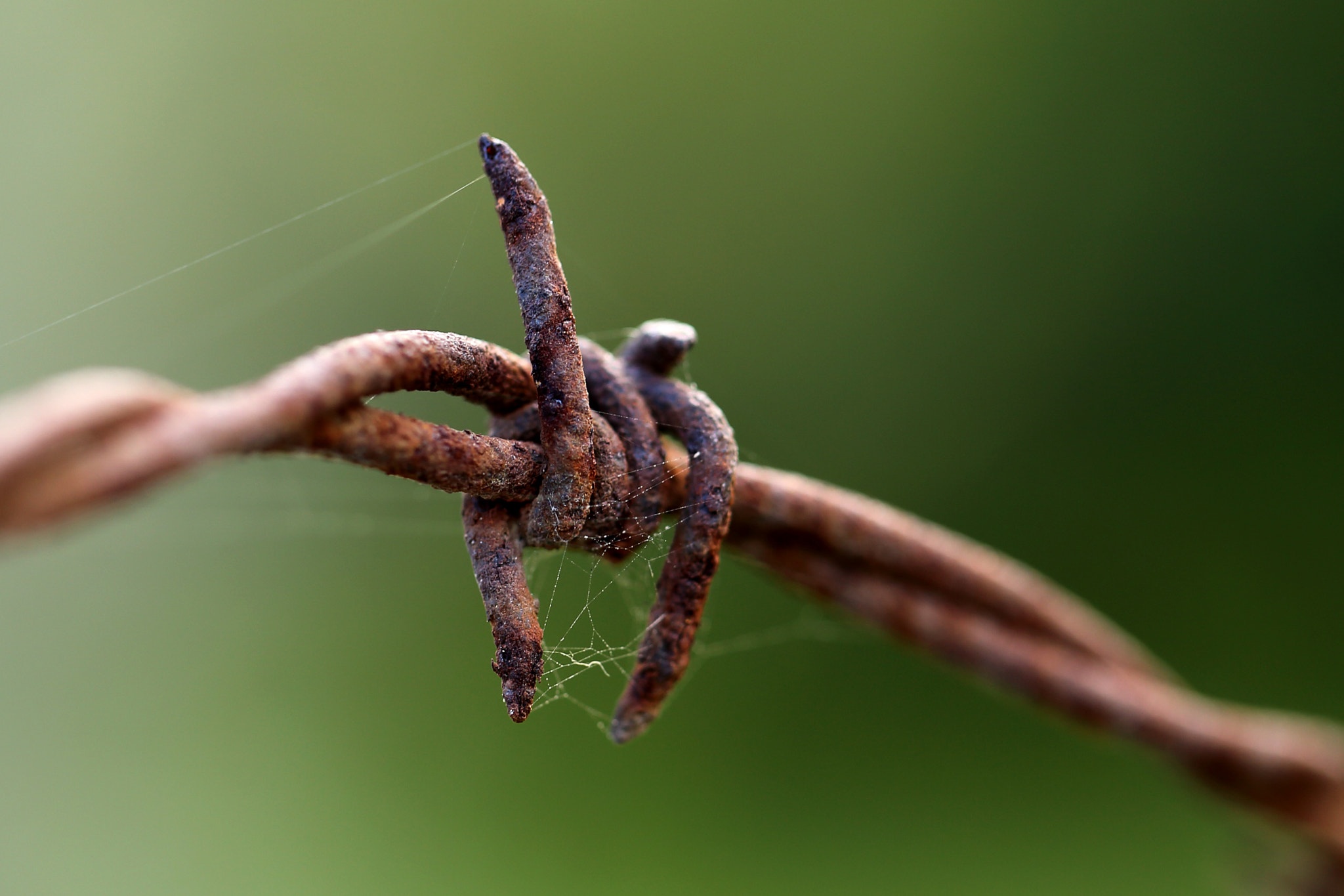 Barbed wire